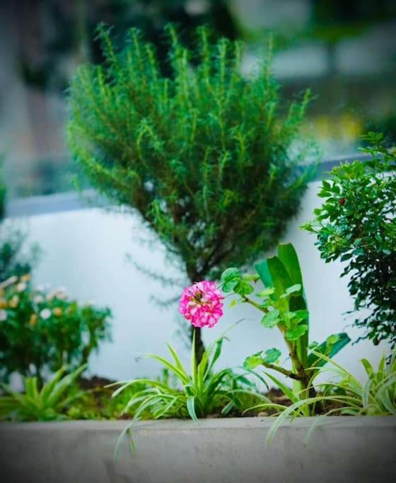 Rosemary's