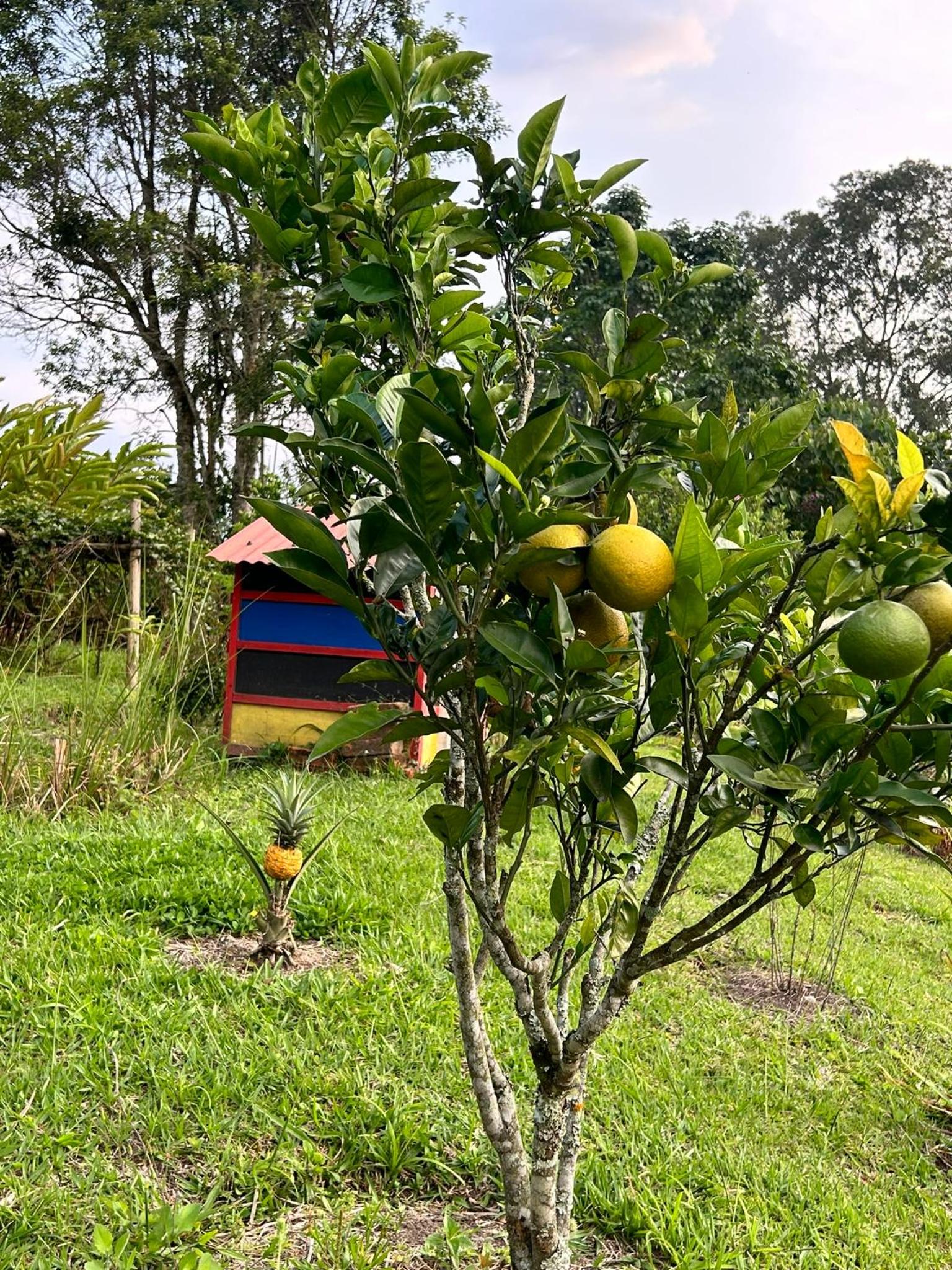 Wayra Natura, photo 130