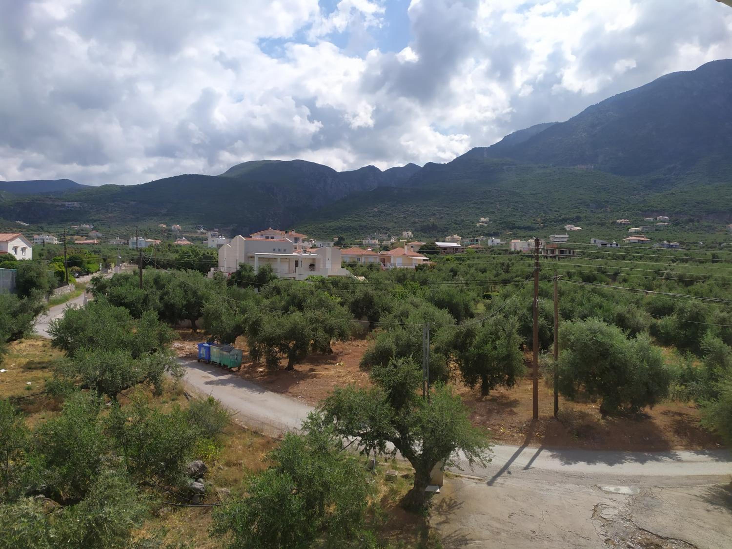 Olive Heaven
