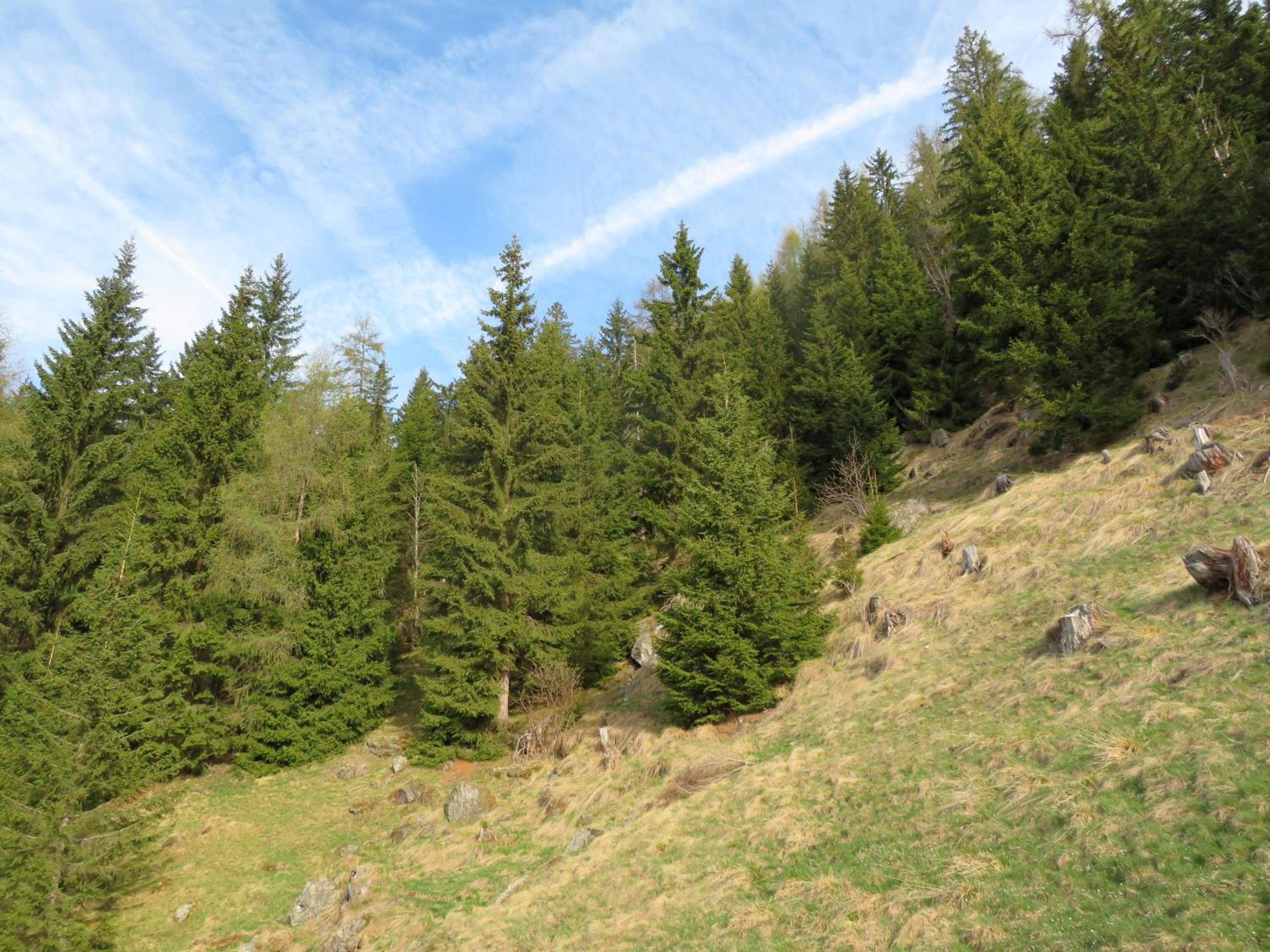 ALMNEST - LACHTAL