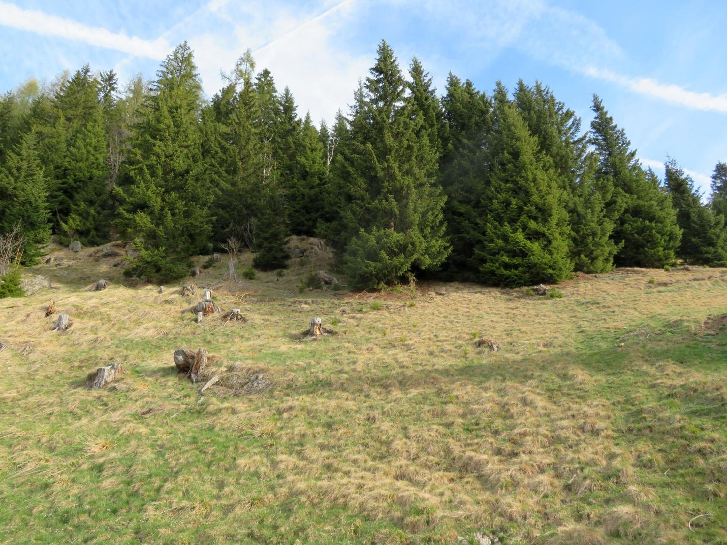 ALMNEST - LACHTAL