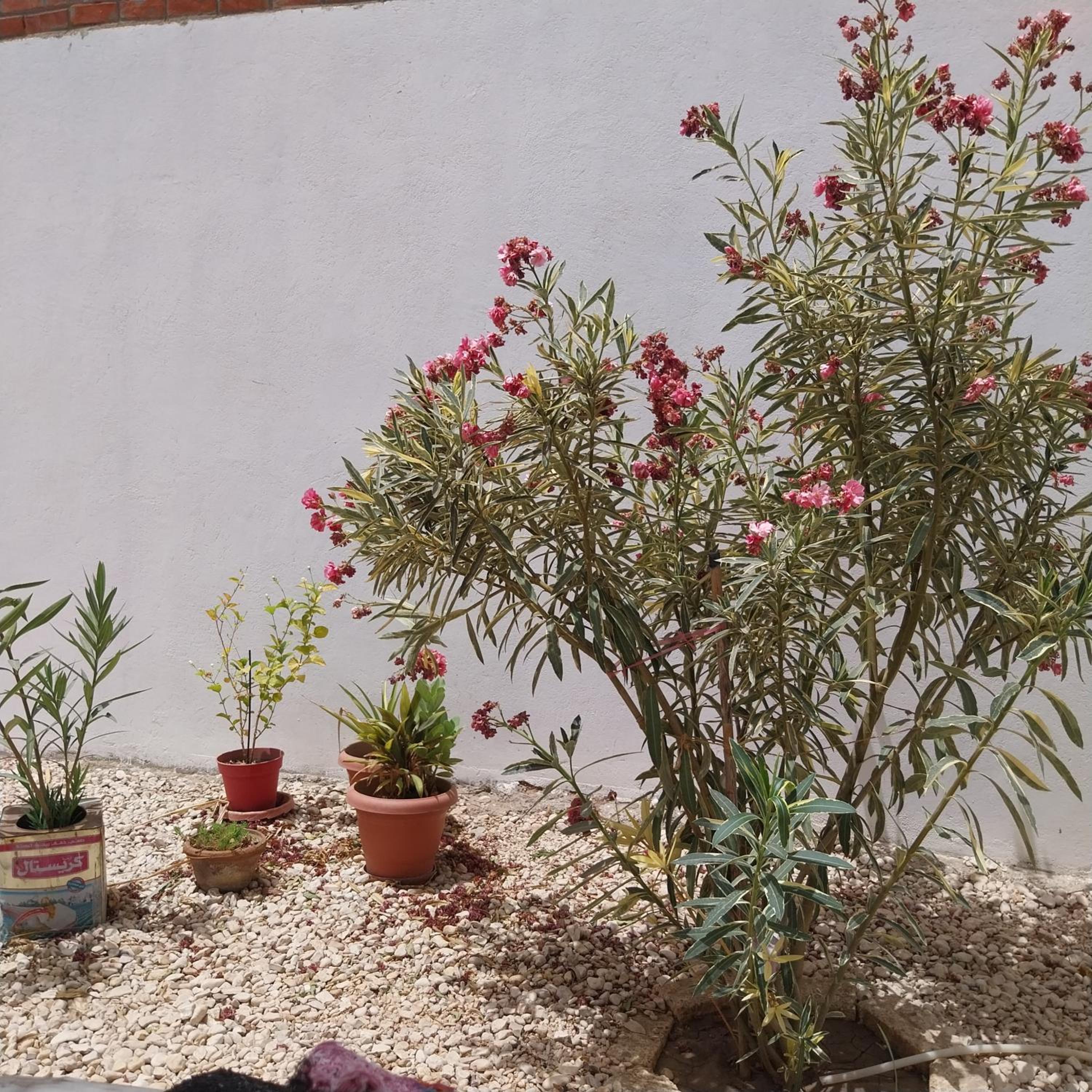 desert pearl beautiful cosy new home