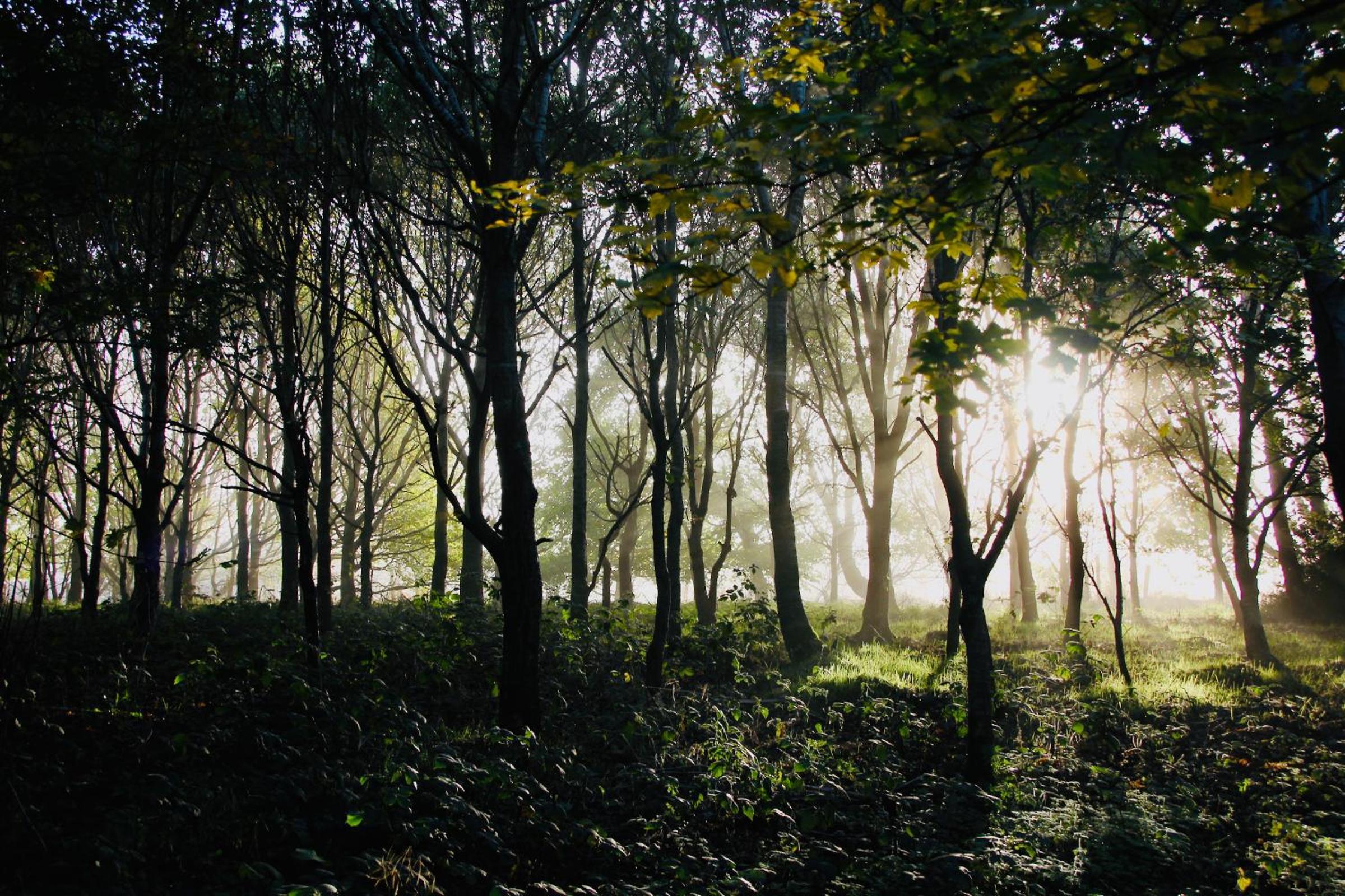 Peatlands Retreat, Causeway Coast