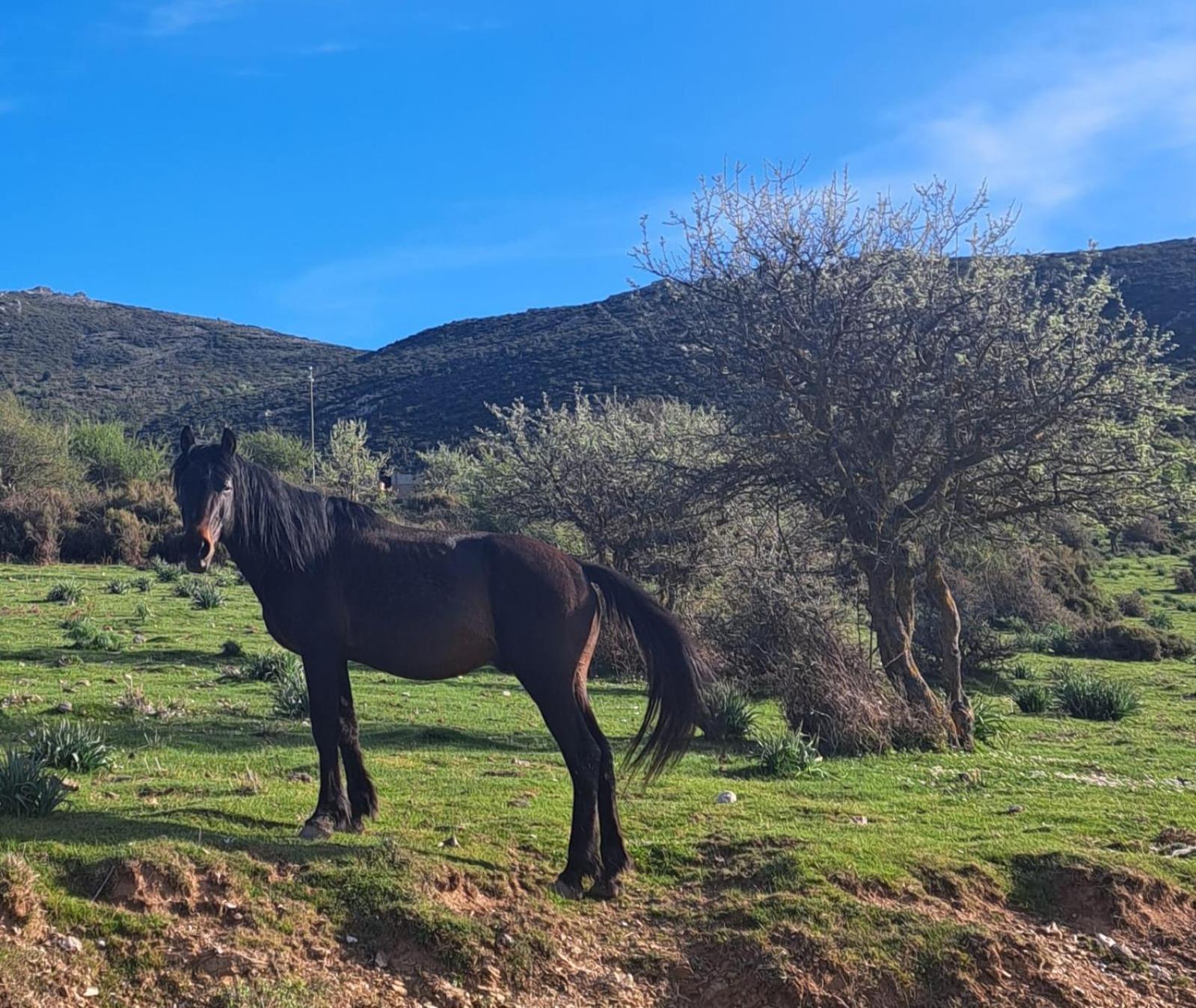 Profumo di Calicanto