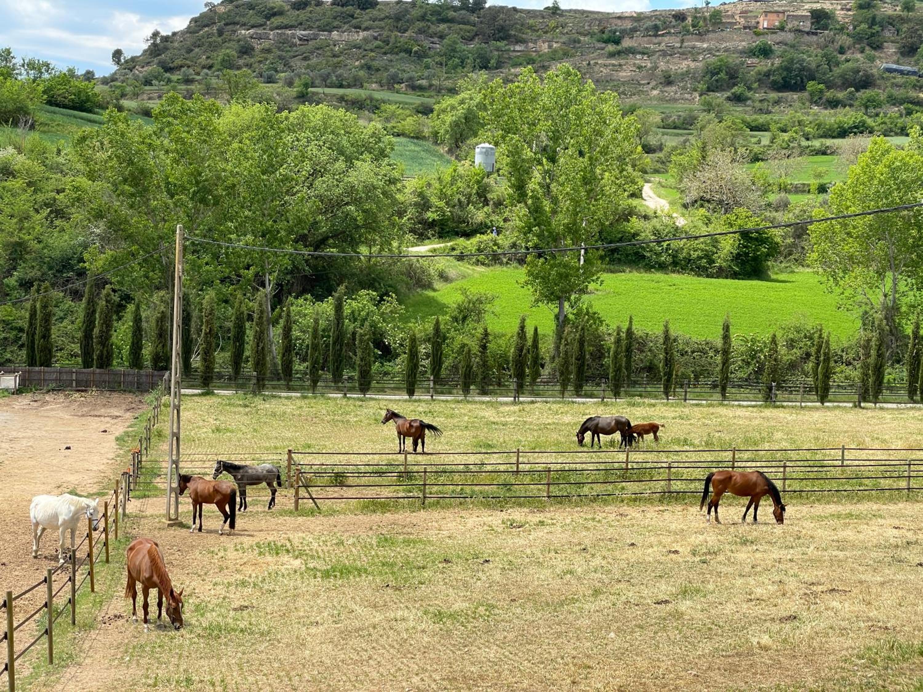 Touristic Ballonga Horses