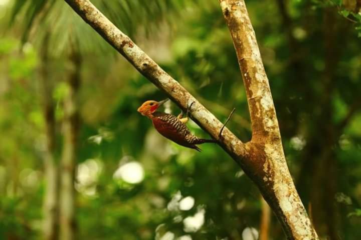 Natural Parque Ecológico