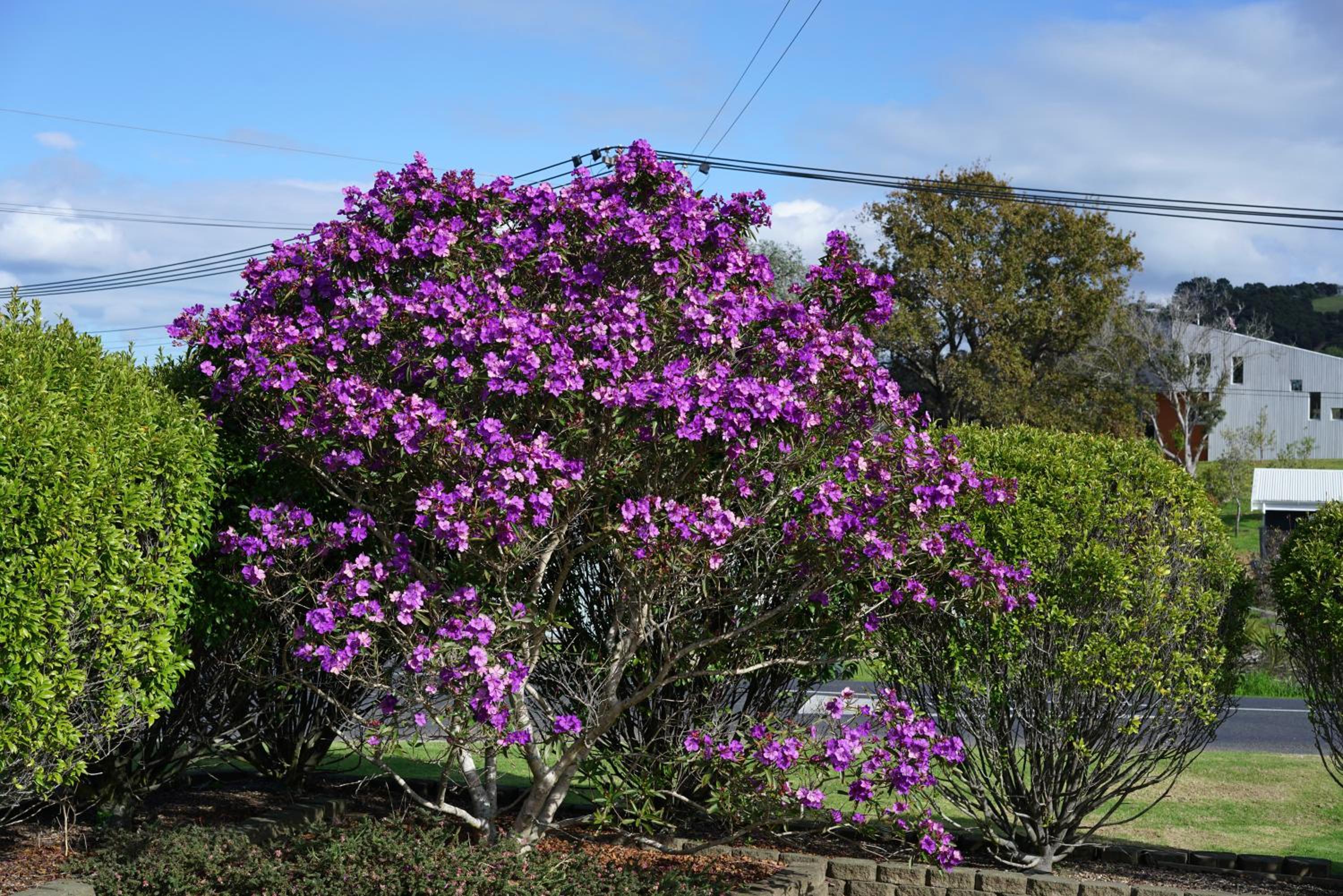 Oneroa Tui Garden - Be My Guest Waiheke