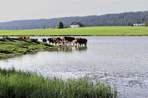 Studio à la ferme