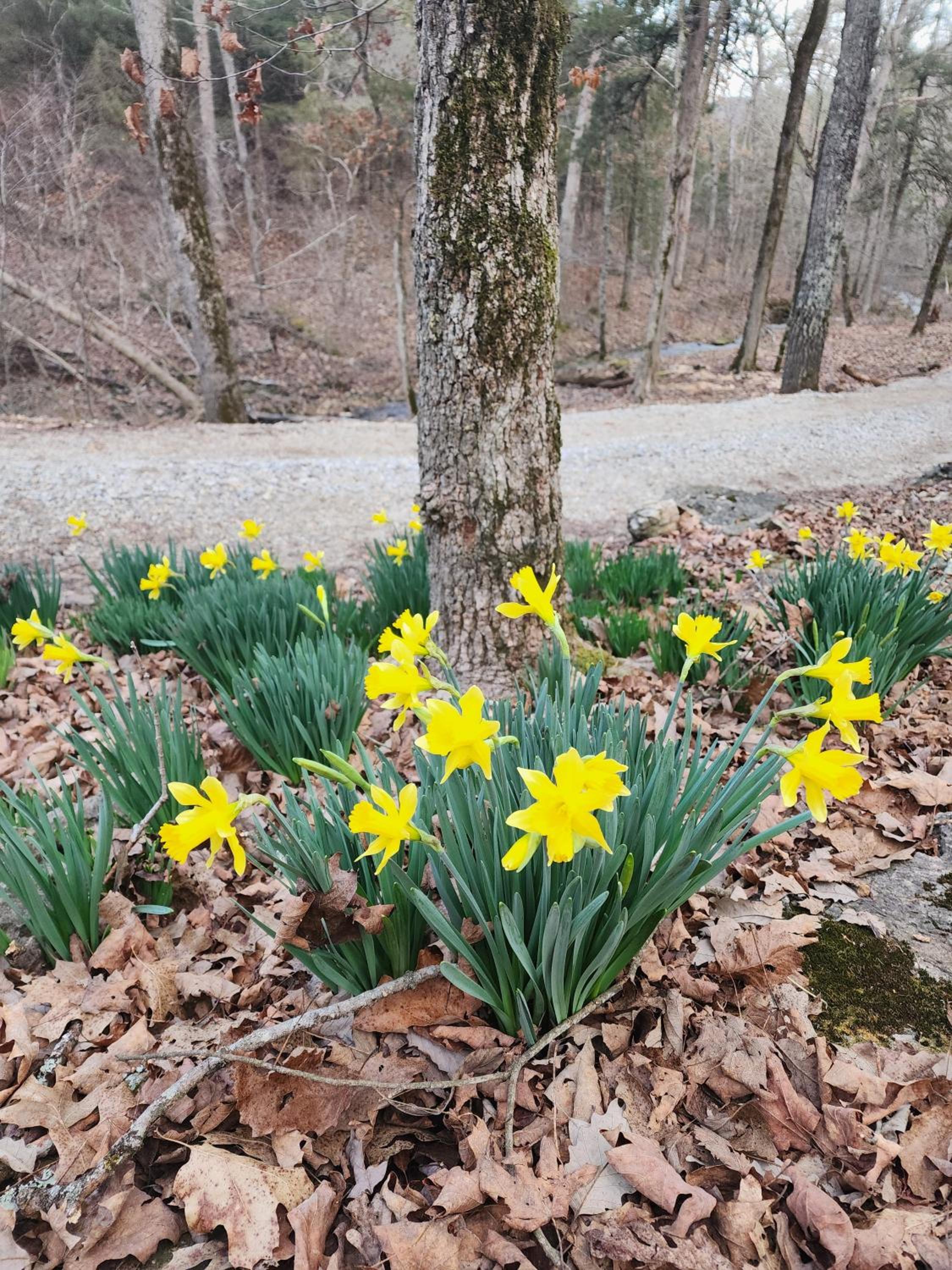 Private Forest Escape 7 Min to Downtown
