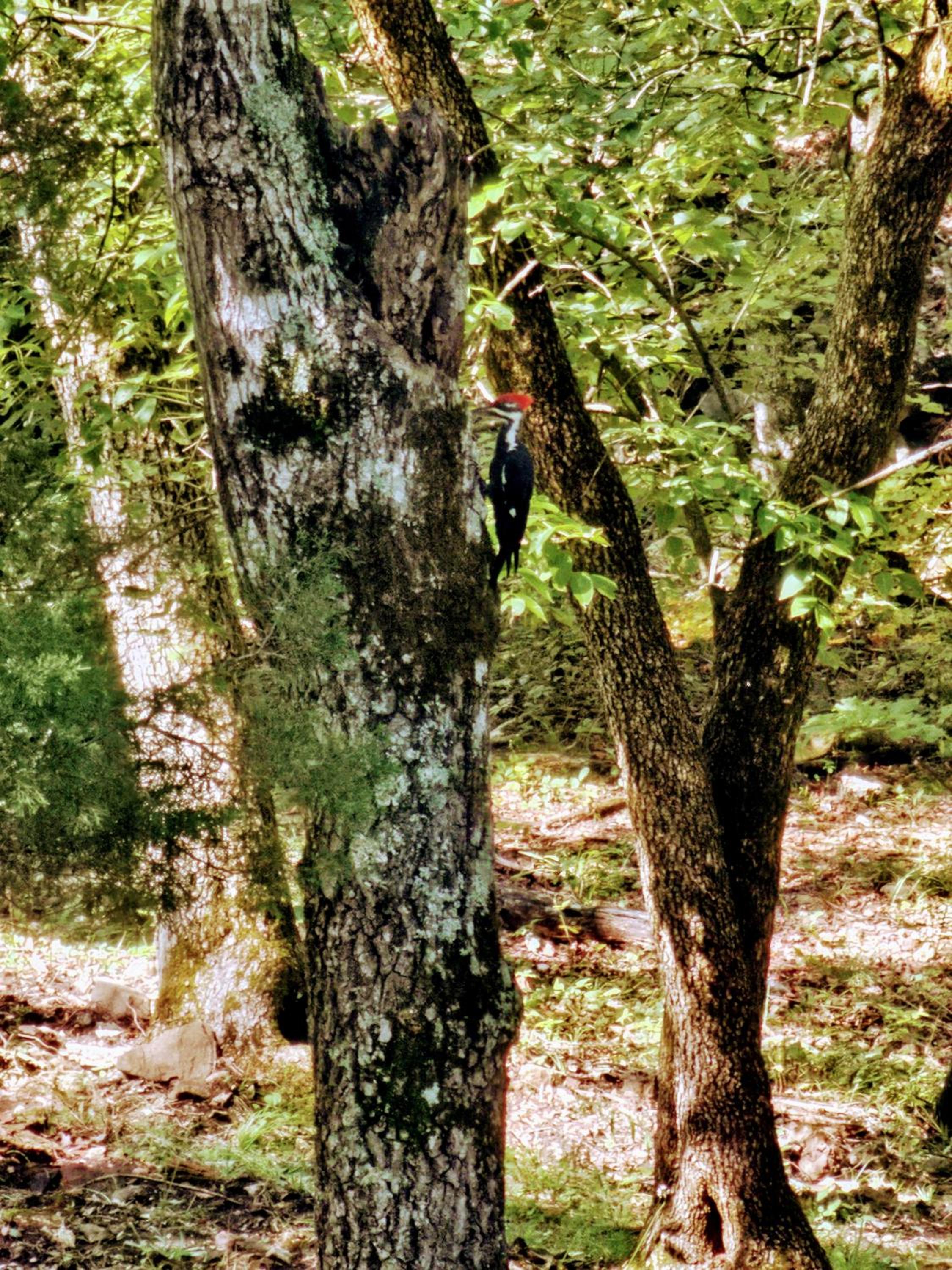 Private Forest Escape 7 Min to Downtown