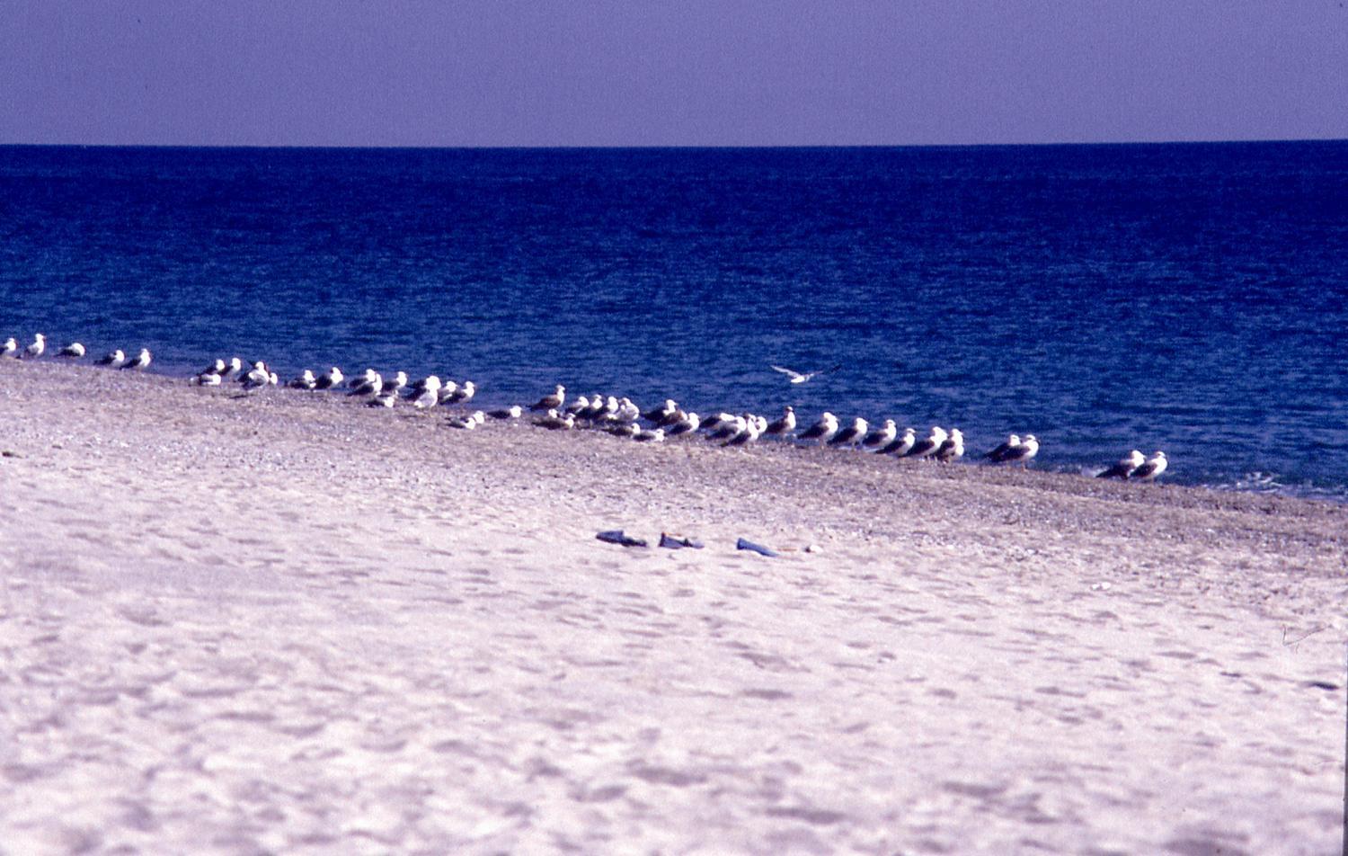 praialinda
