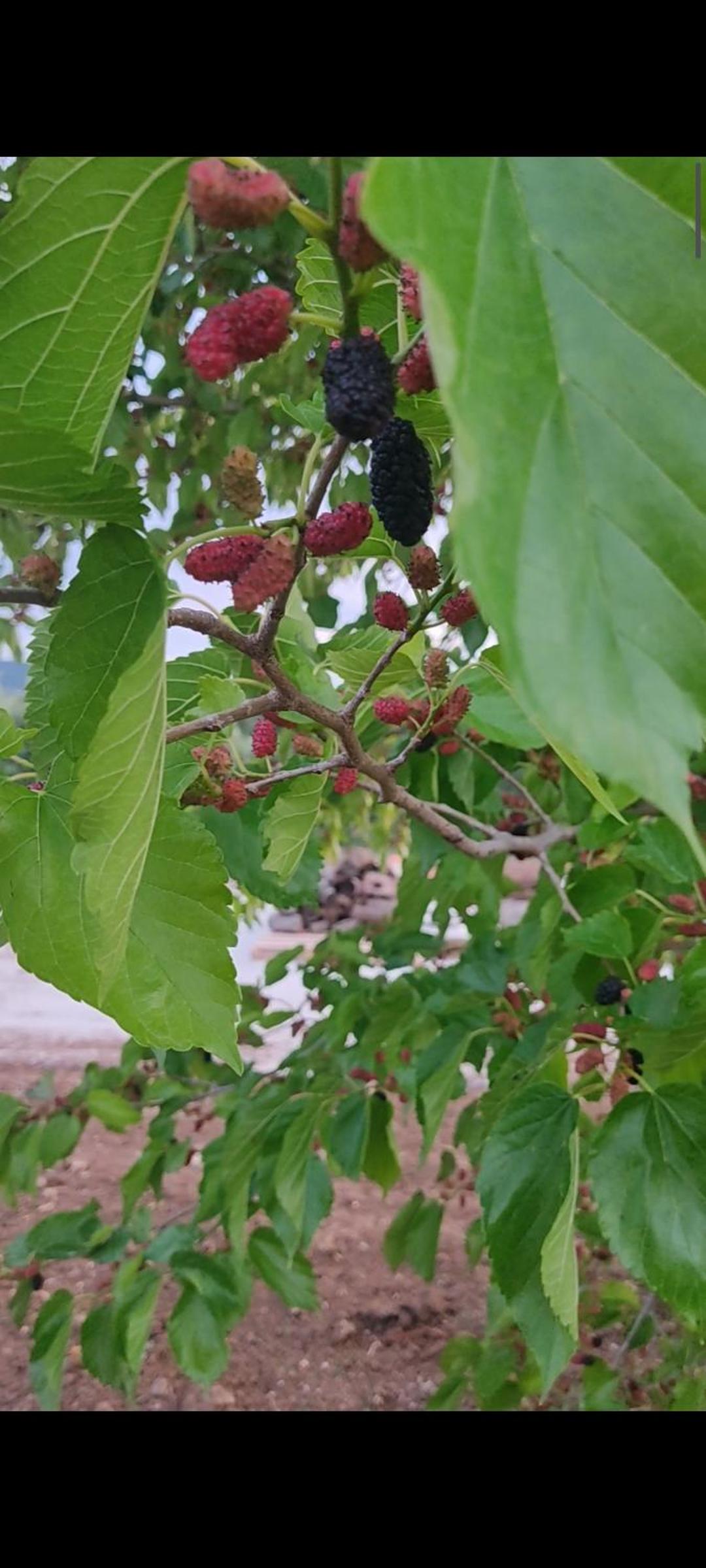 Kallithea Eco-Village