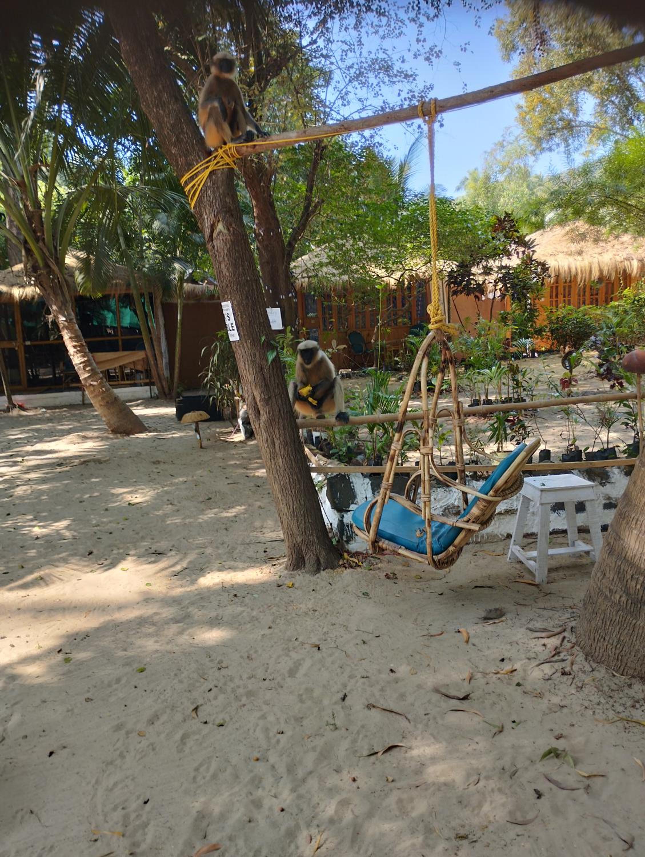 Yoga Culture Palolem