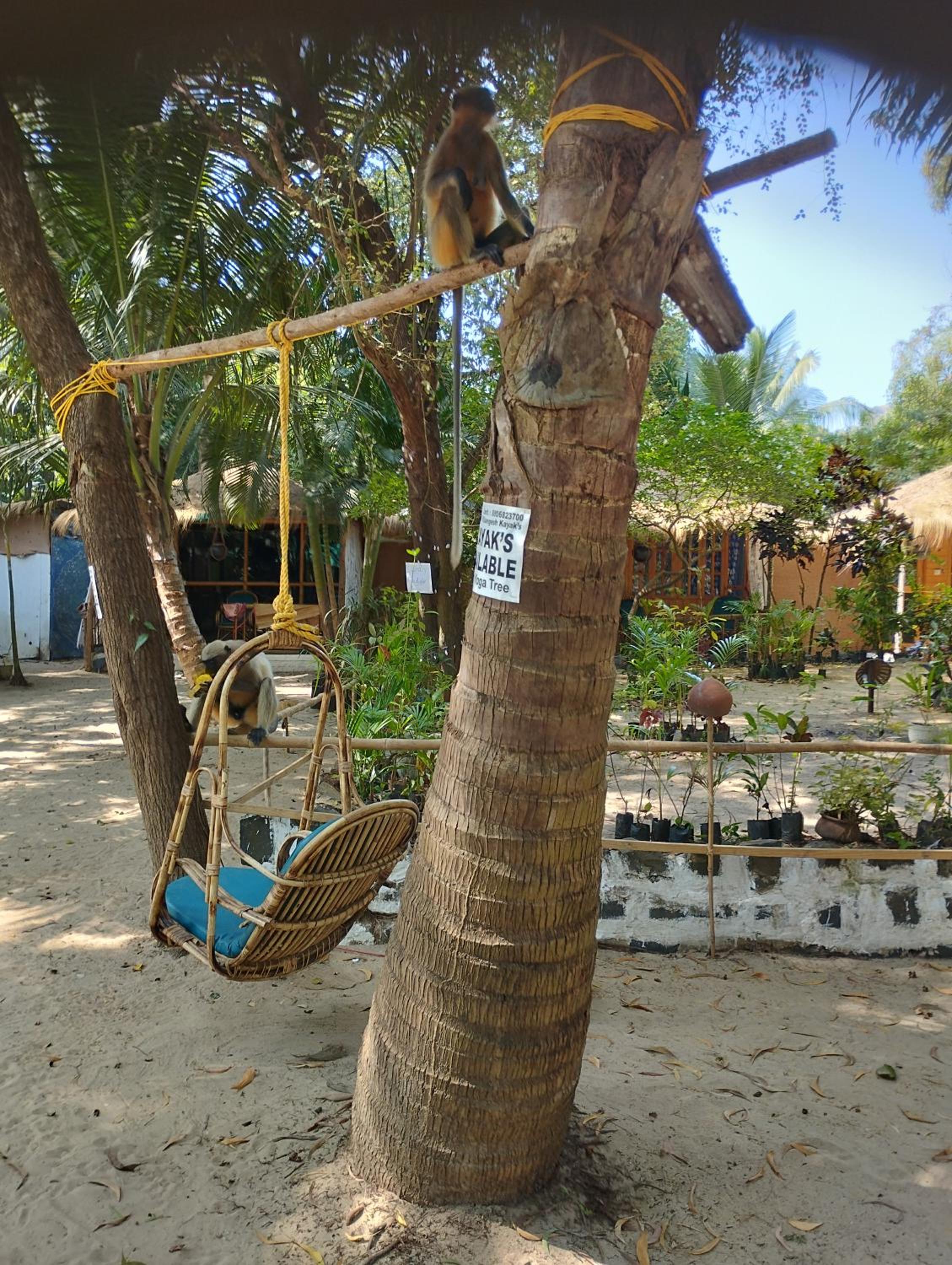 Yoga Culture Palolem