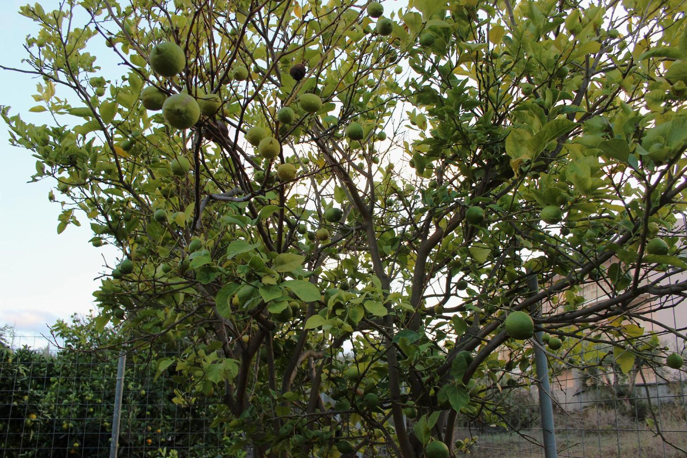 Photo 46