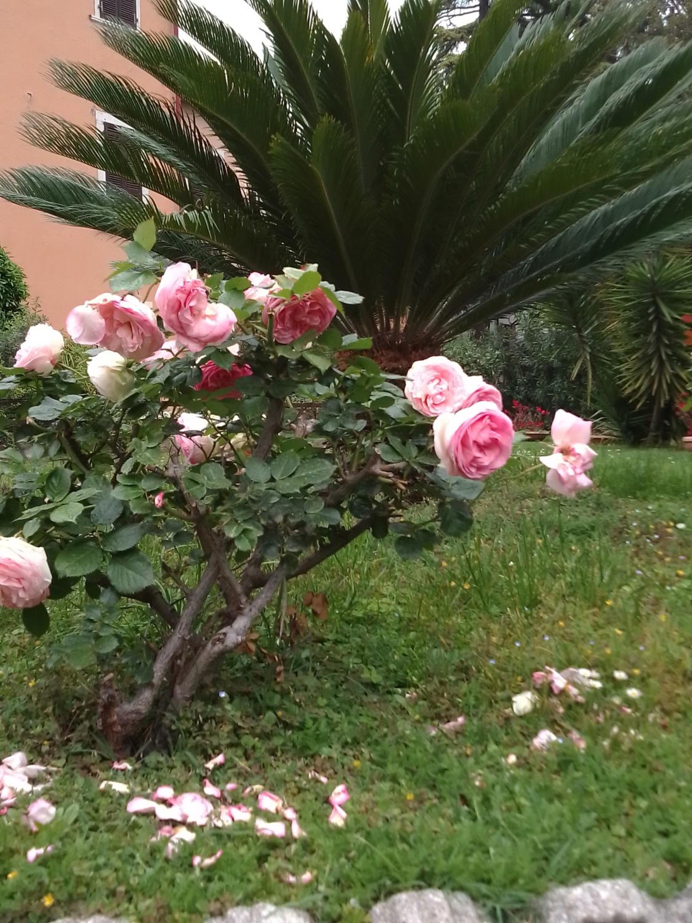 Casa Gabry Bouganville view 3