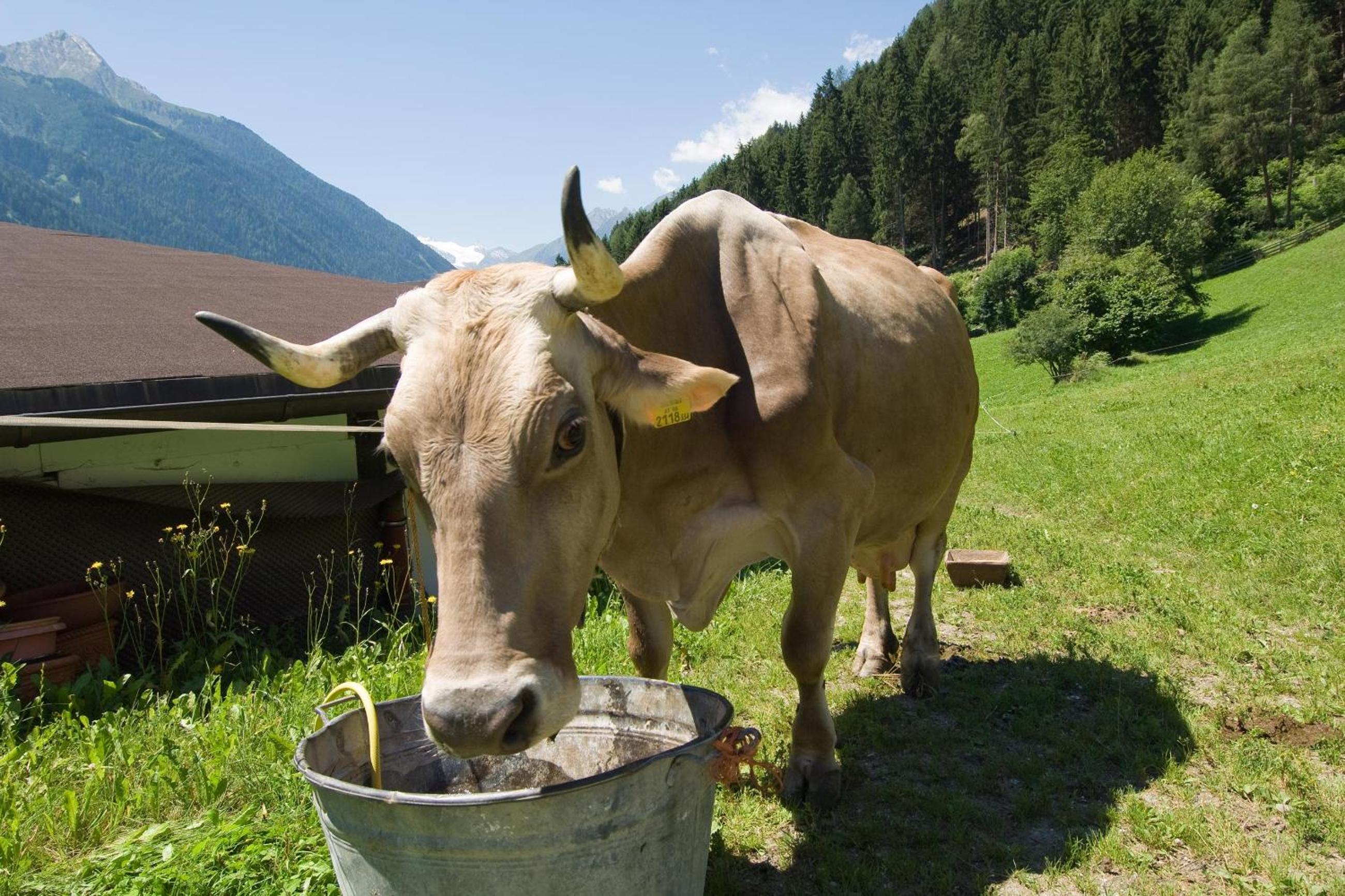 Ladestatthof