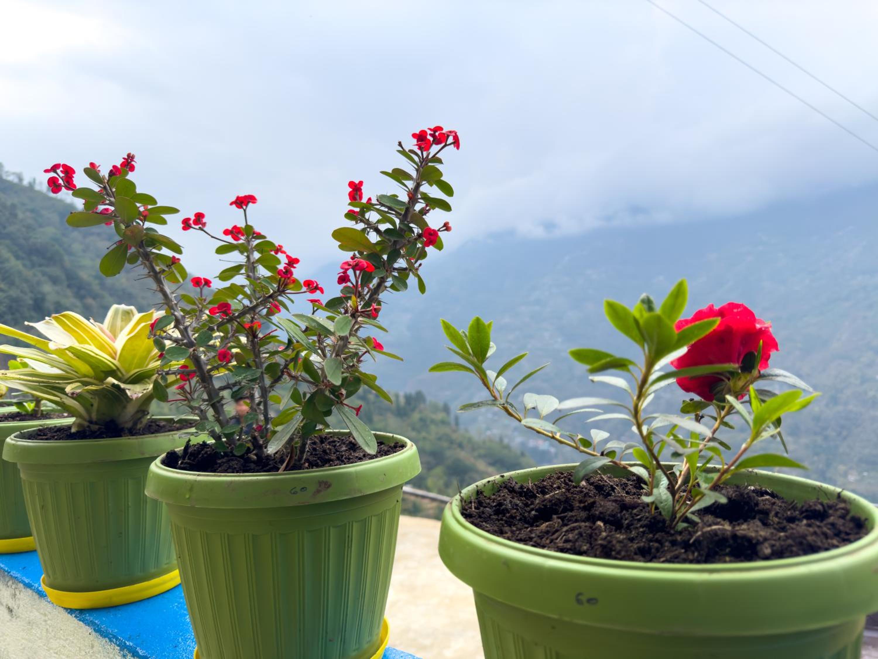 Tumfuwa Homestay