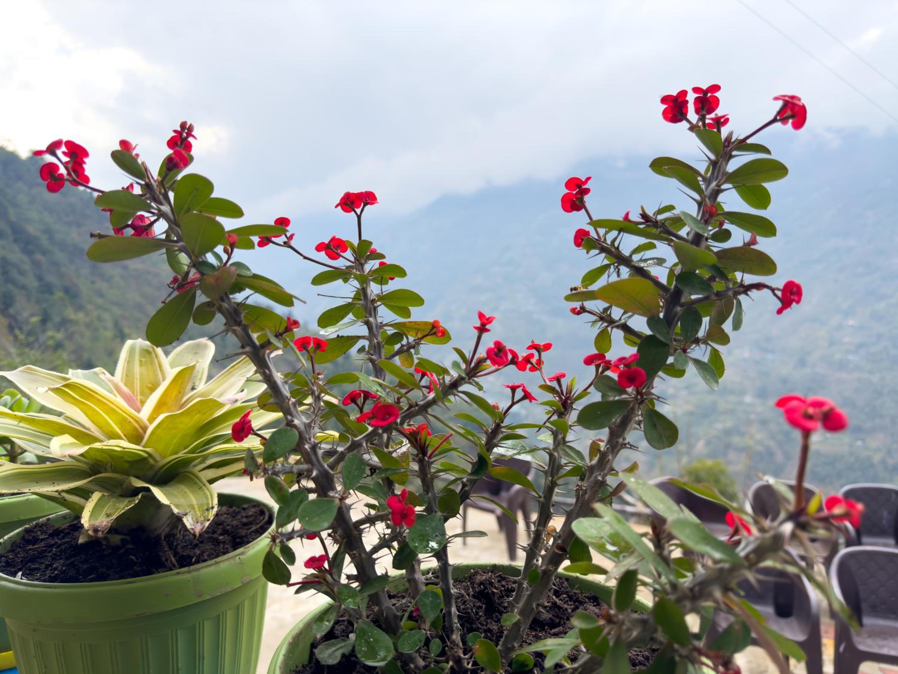 Tumfuwa Homestay