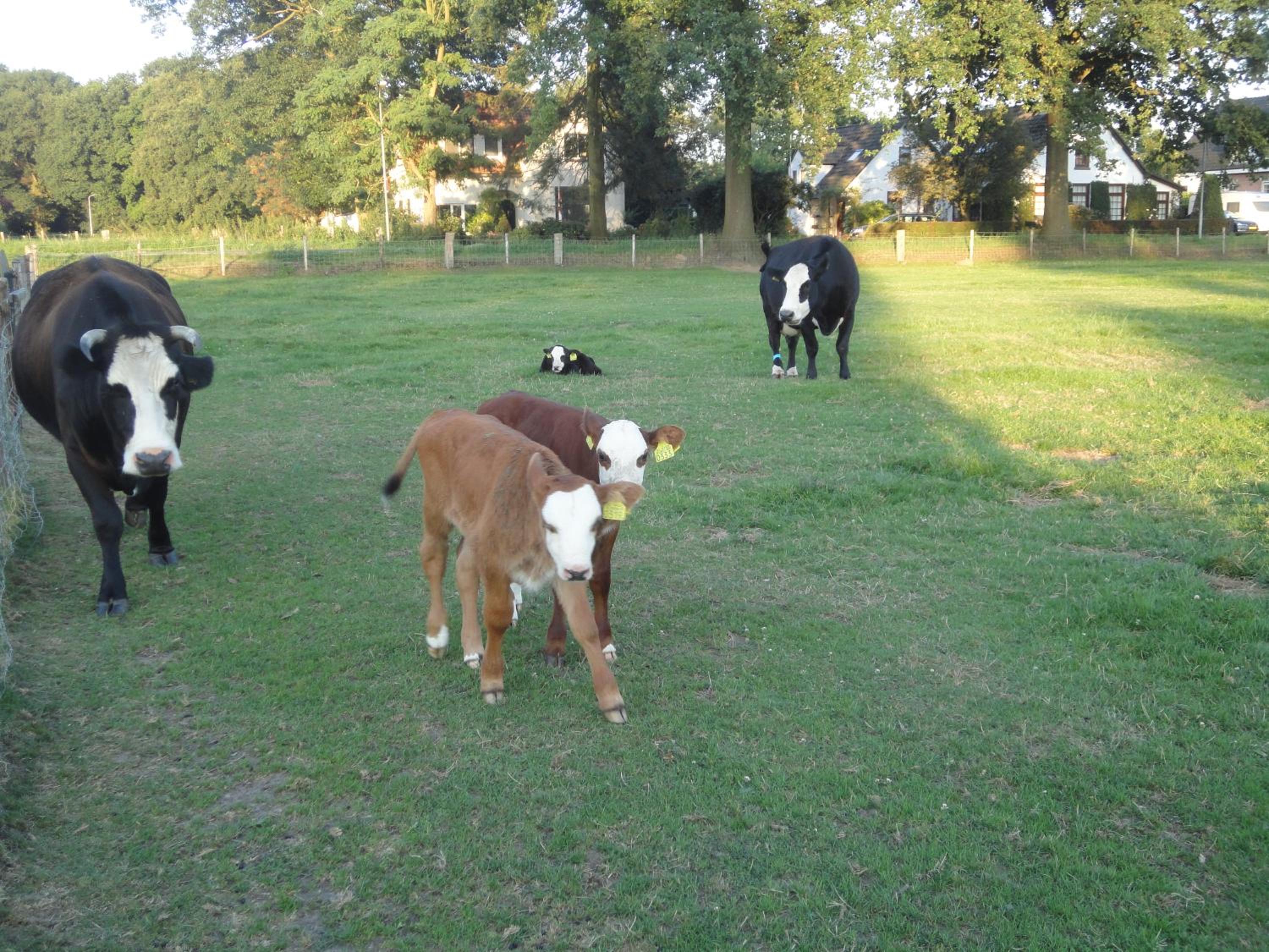 B&B De Willemshoeve, photo 62