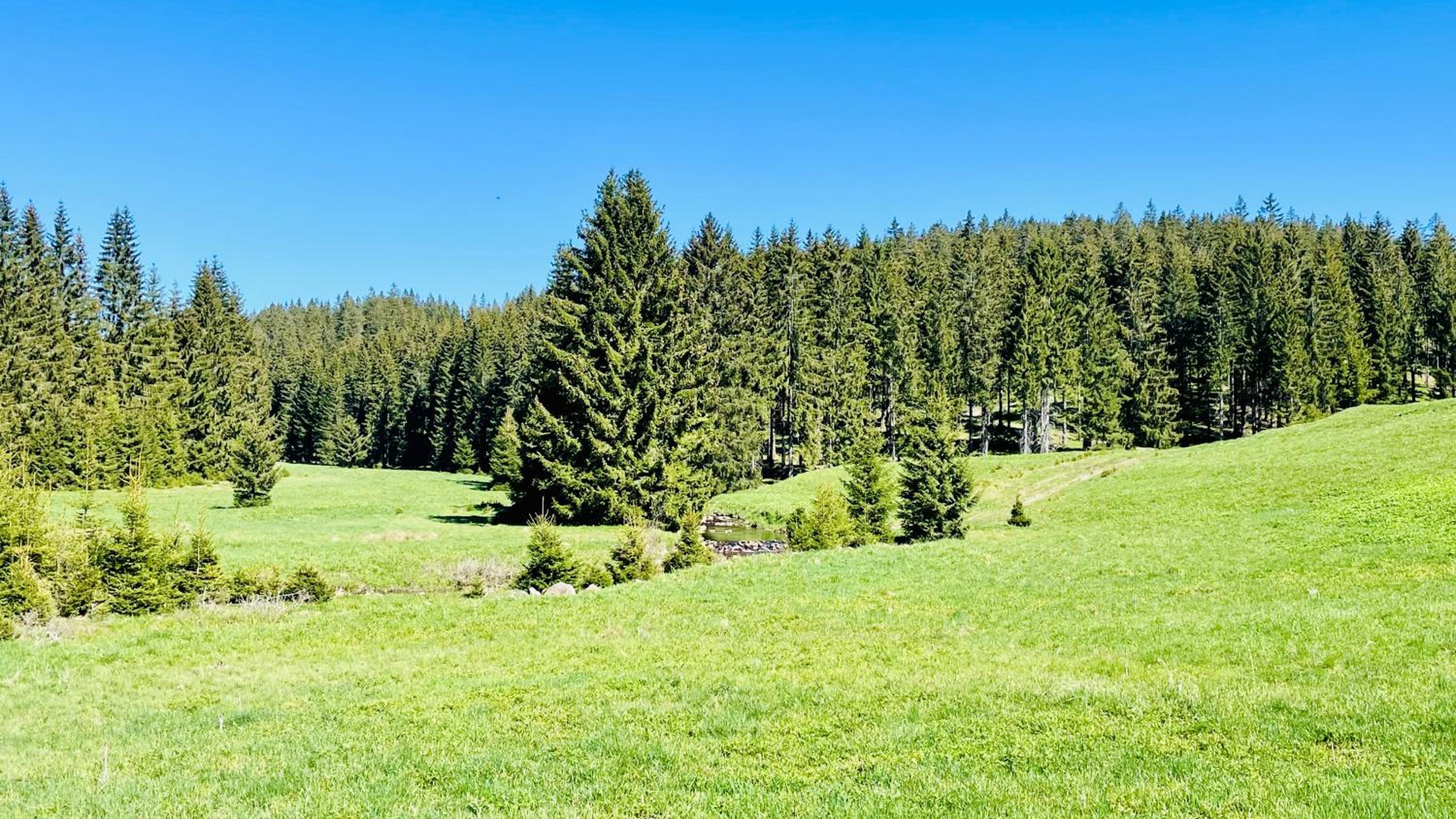 Plešivec - TREE