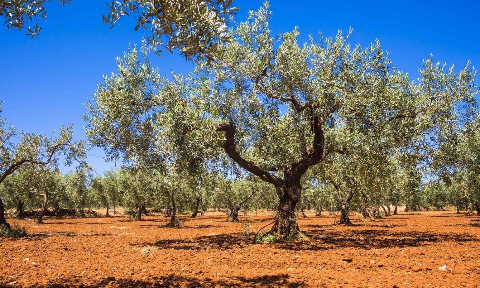 Villa Medusa photo 5