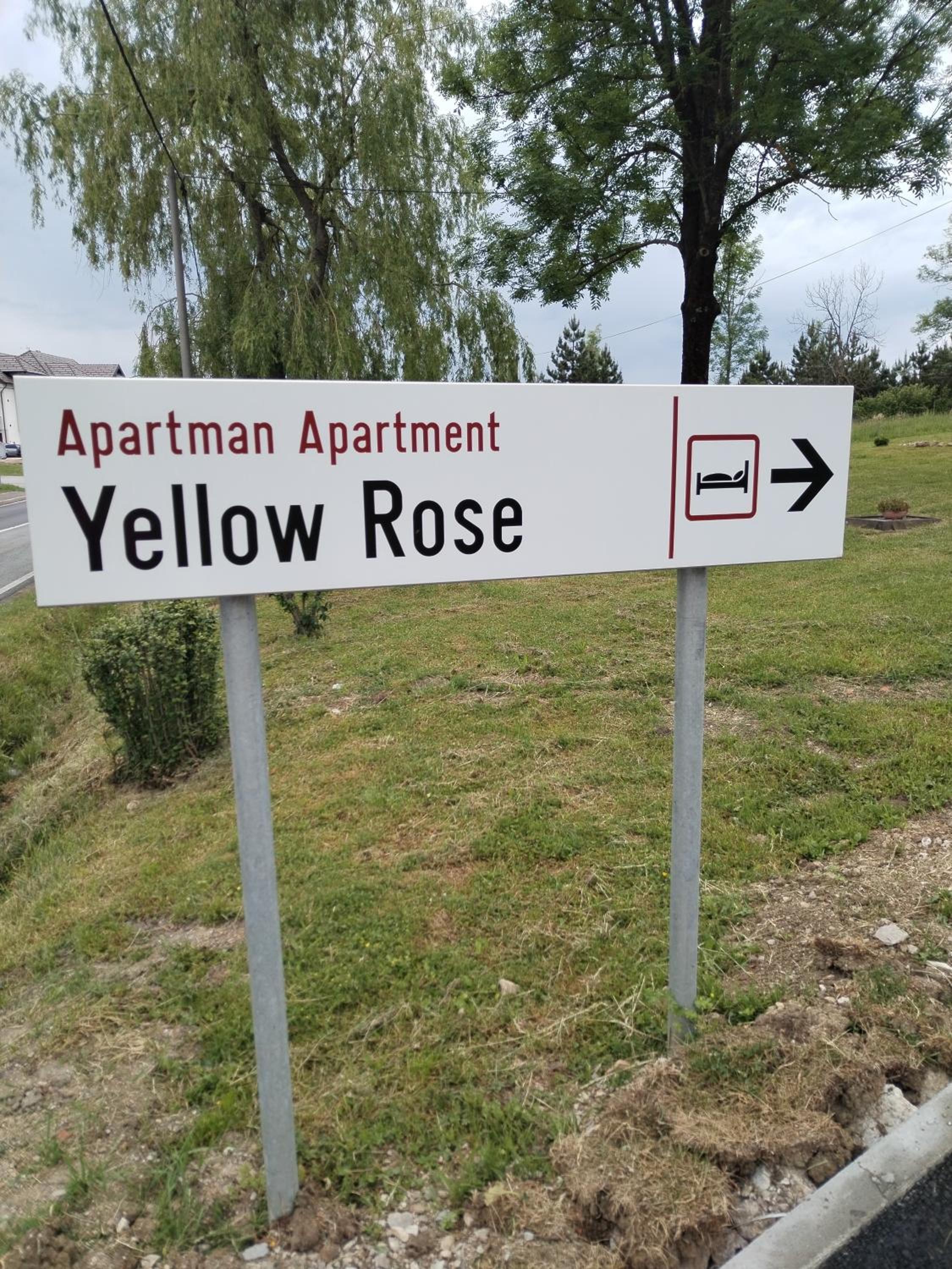 Yellow Rose view 4
