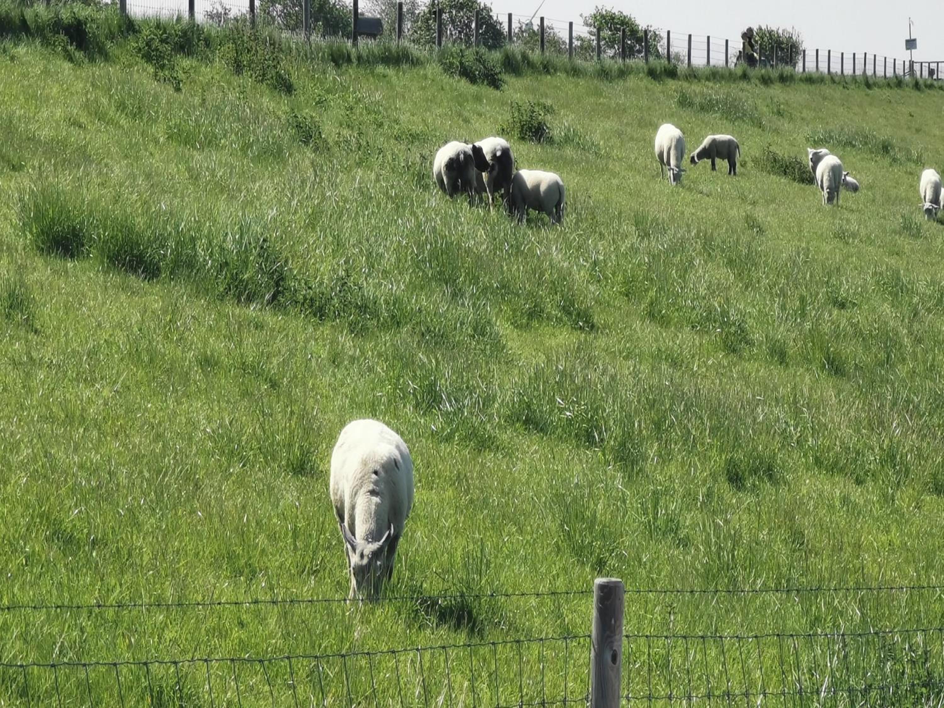 Ferienwohnung 1 Nordsee Gulfhof Dornum - mit großem Garten