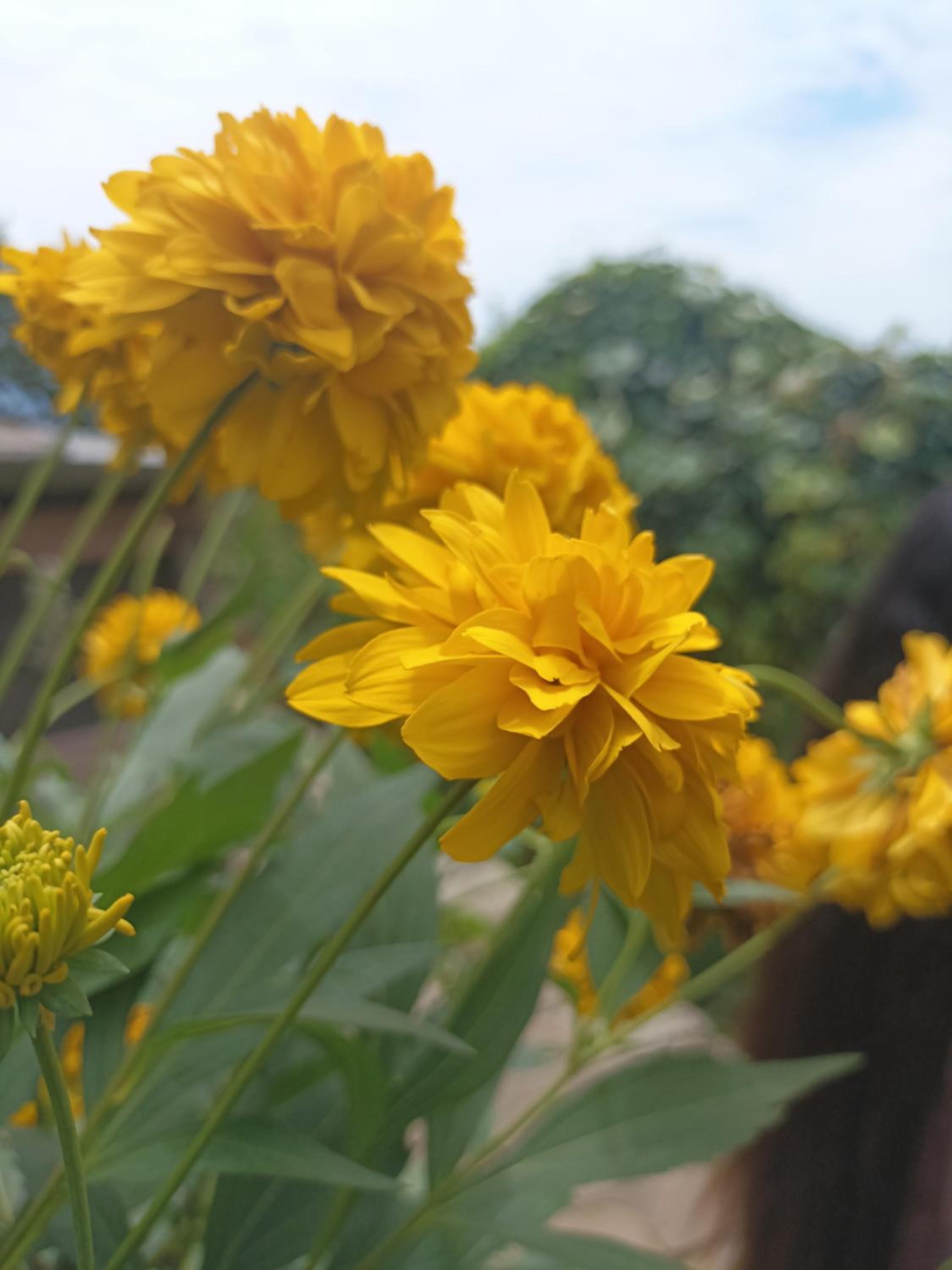 Dhungeghar homestay view 4