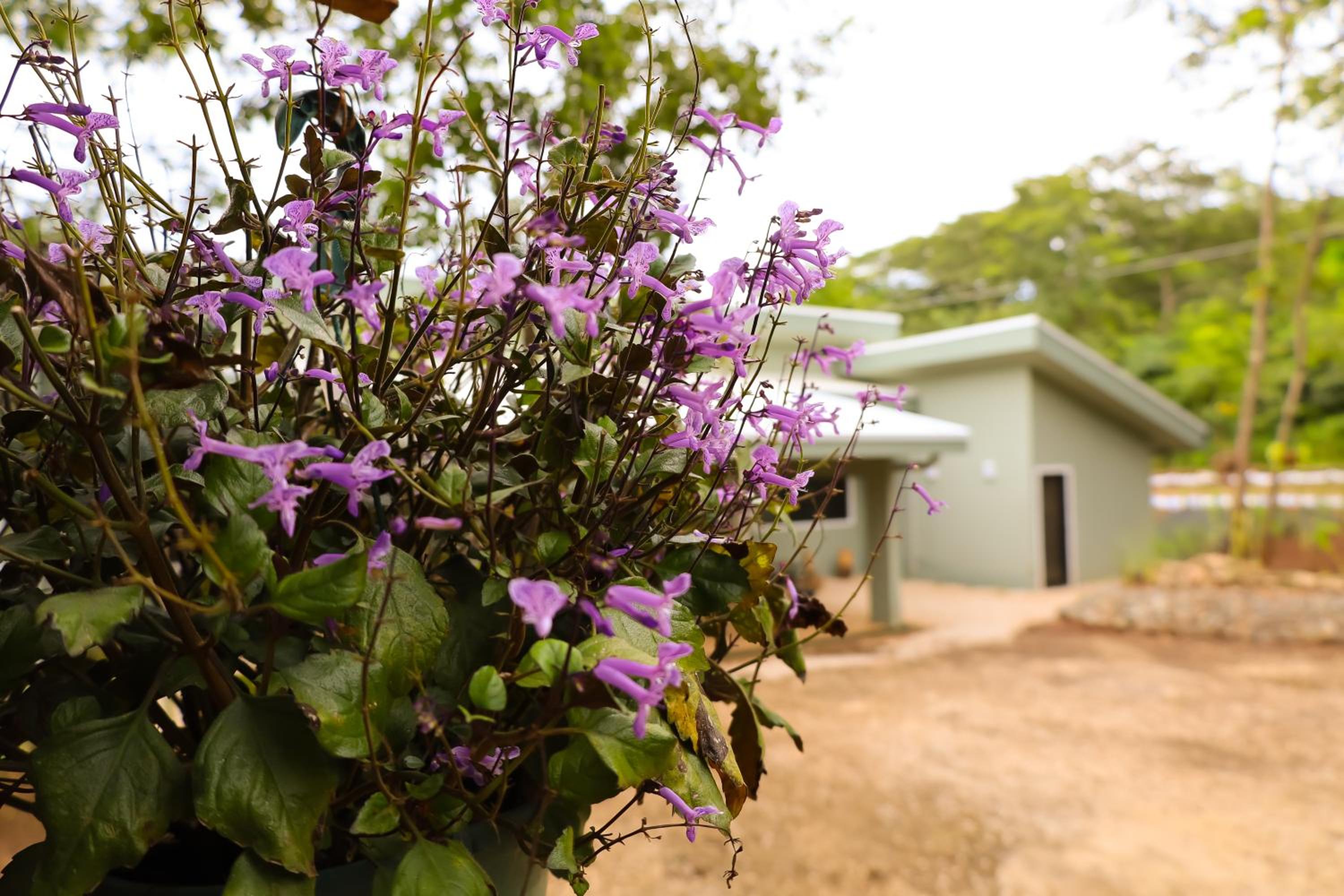 Casa Mari Black Stallion