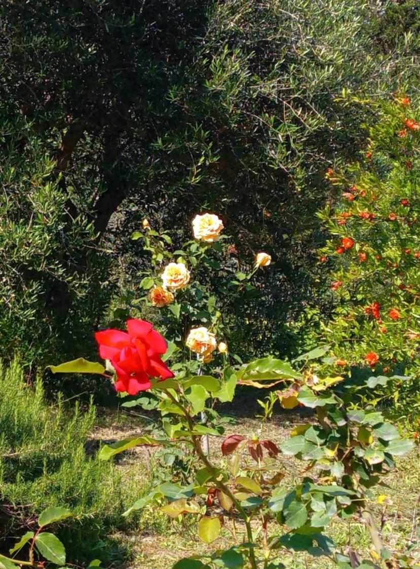Photo 11