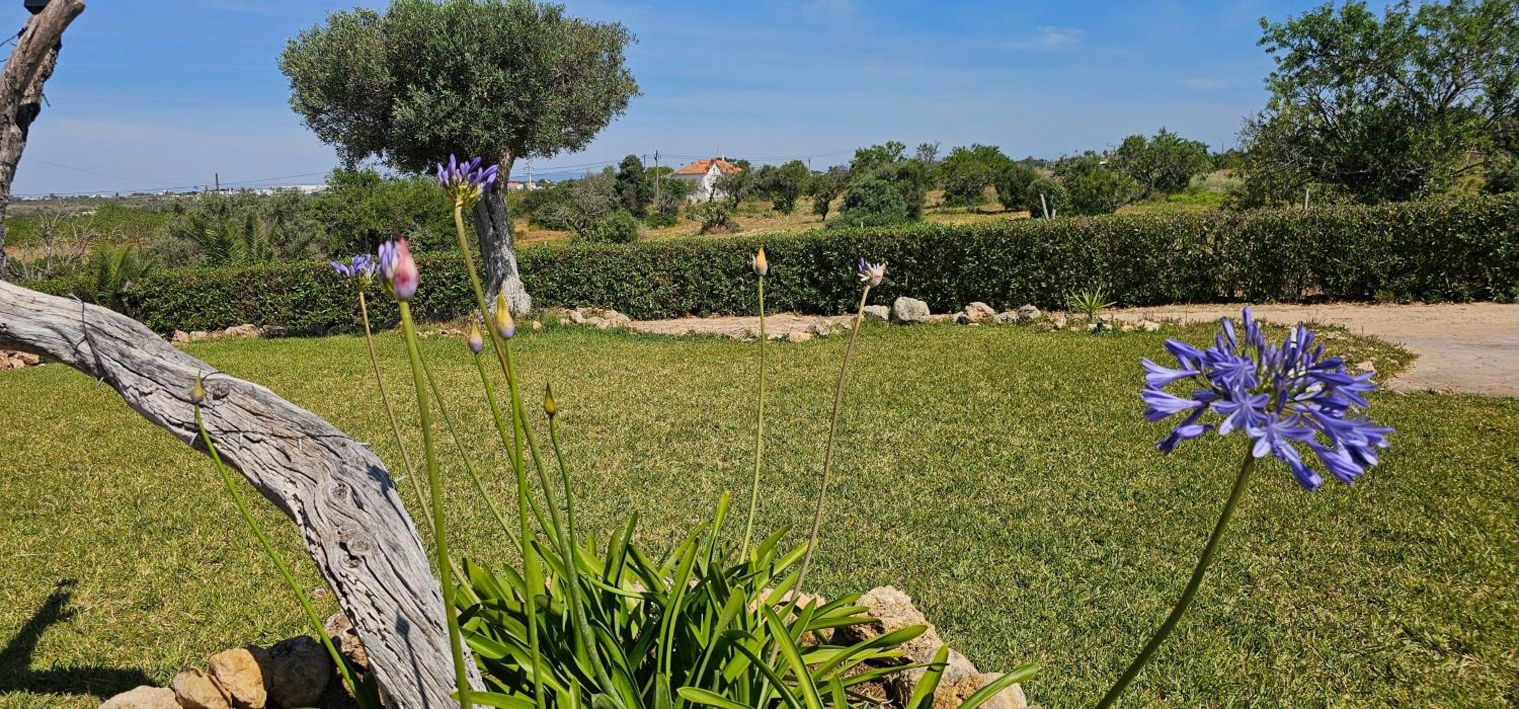 Cozy & Traditional Country House in Albufeira, Foto 42