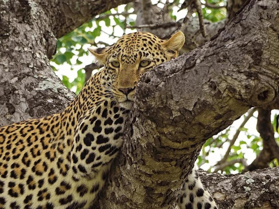 Maroelani Lodge- Greater Kruger Private Reserve view 4