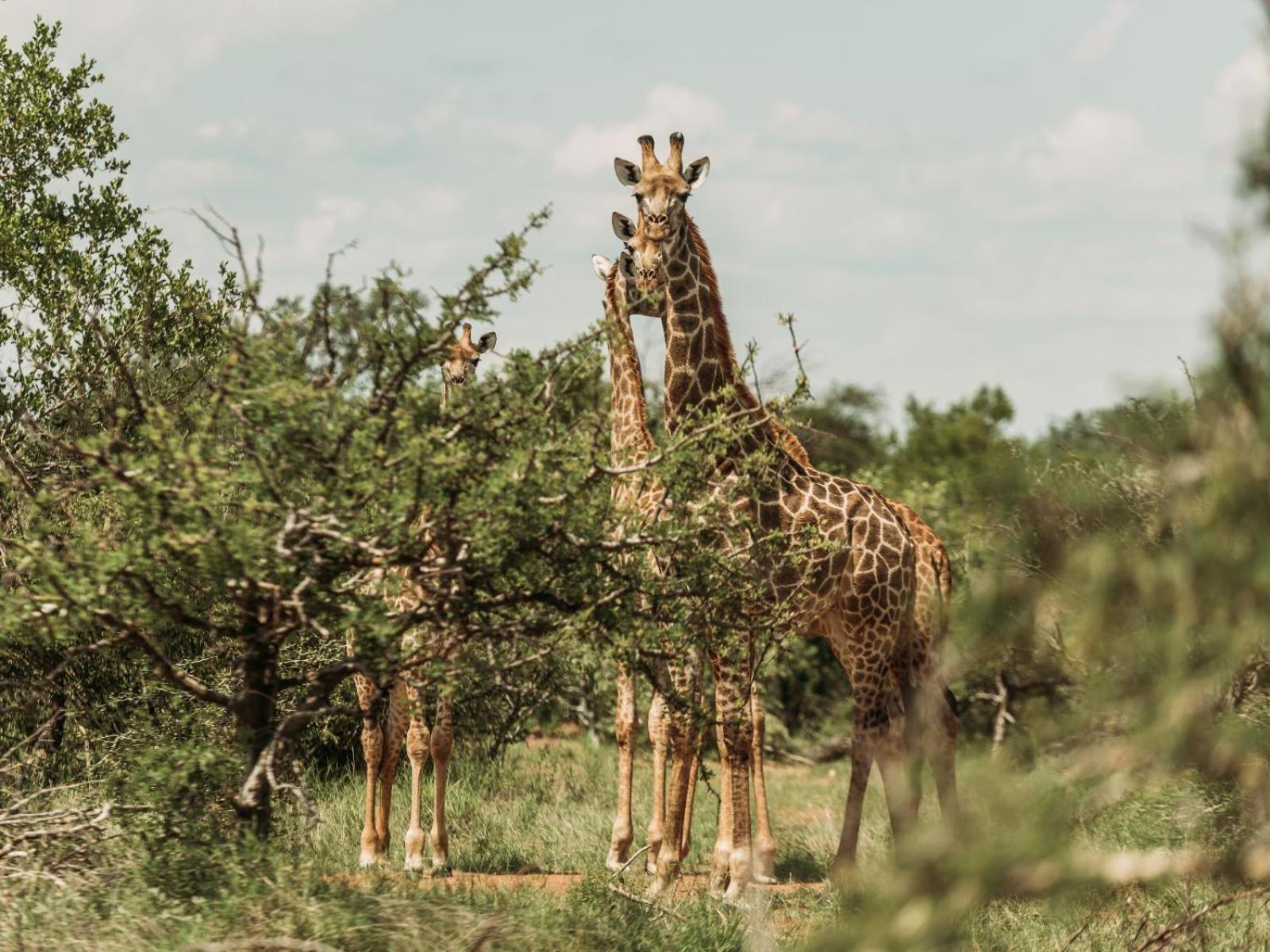 Maroelani Lodge- Greater Kruger Private Reserve view 2