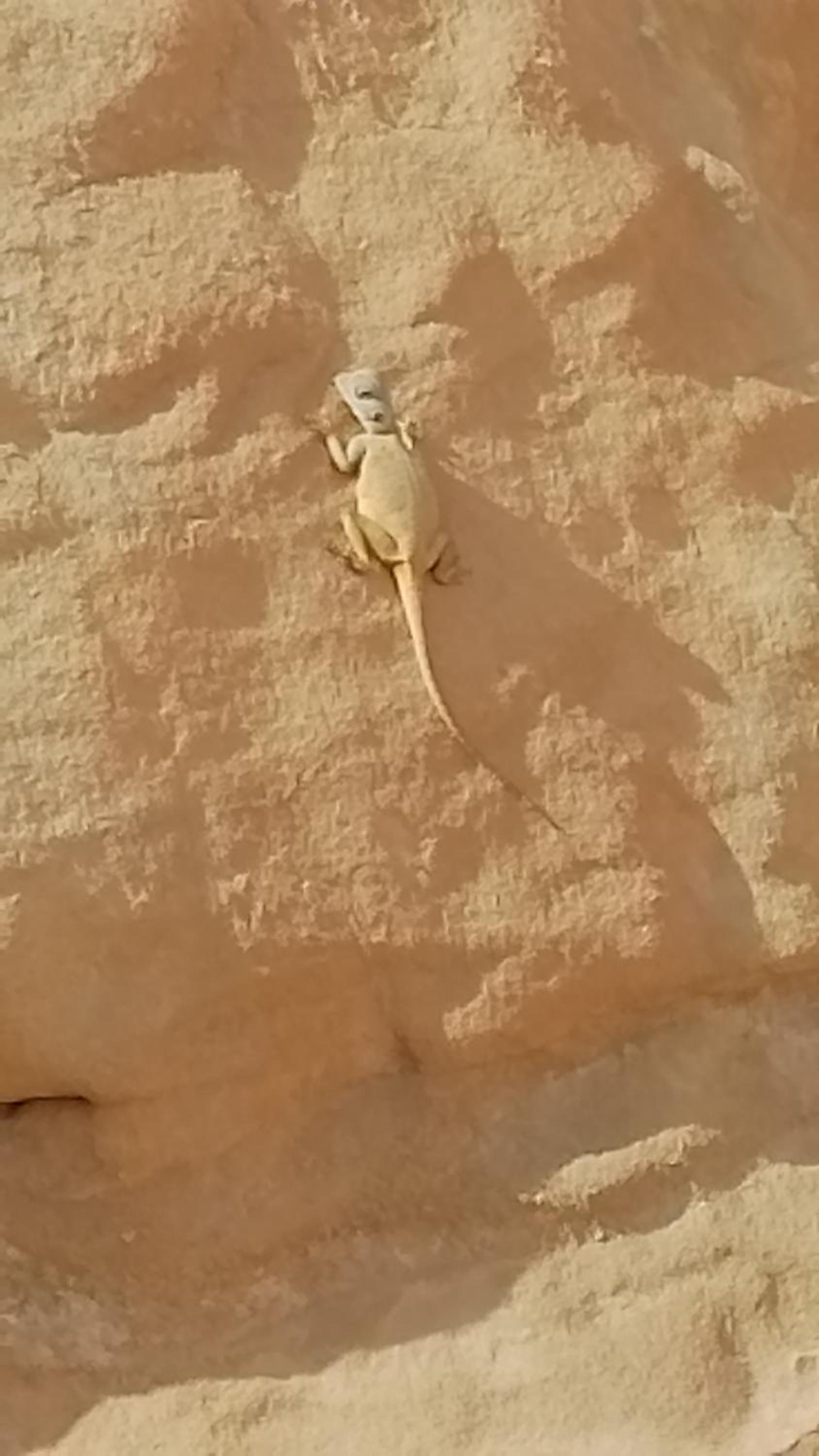 Awad Bedouin camp