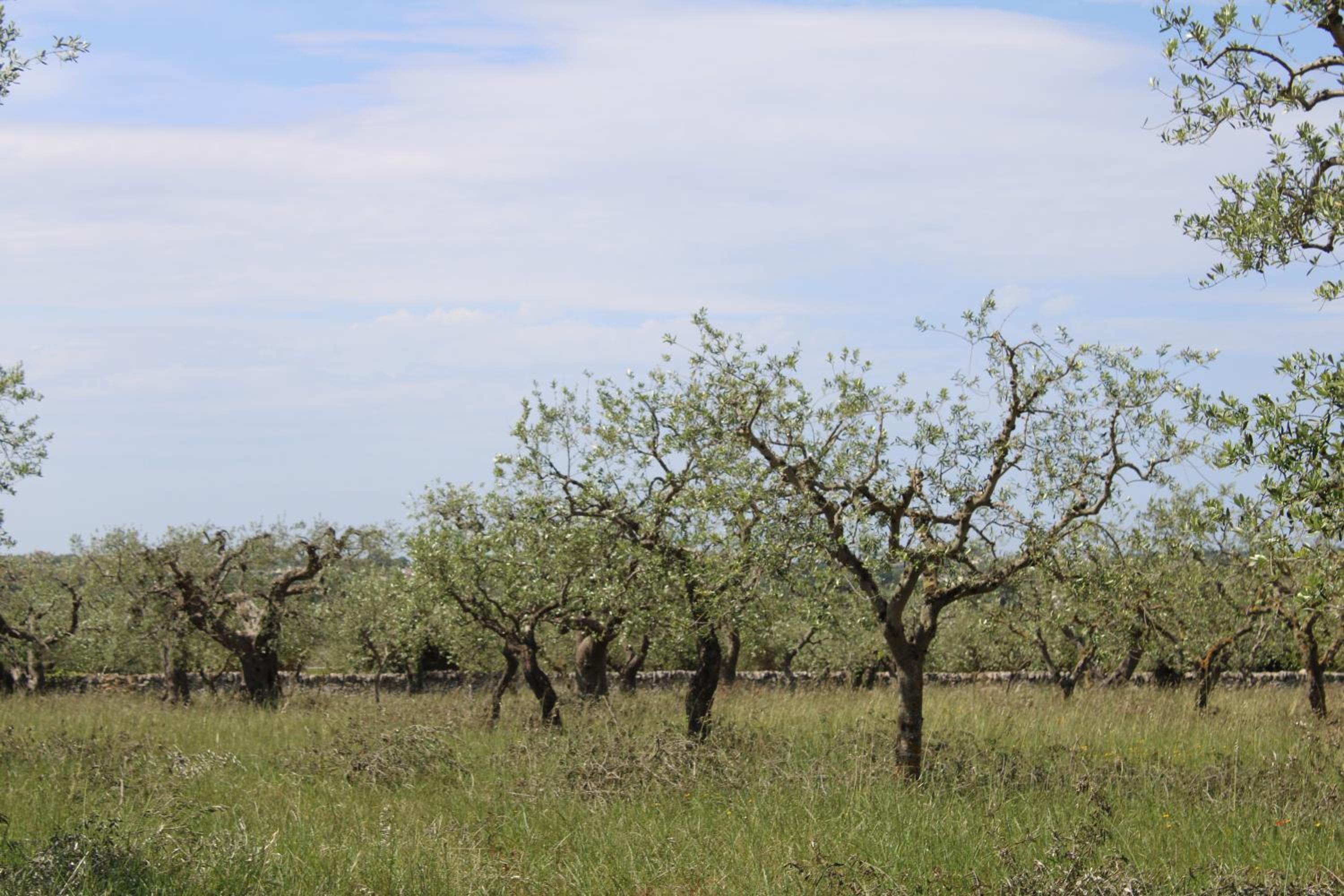 La Cummersa all'ombra dell'Ulivo