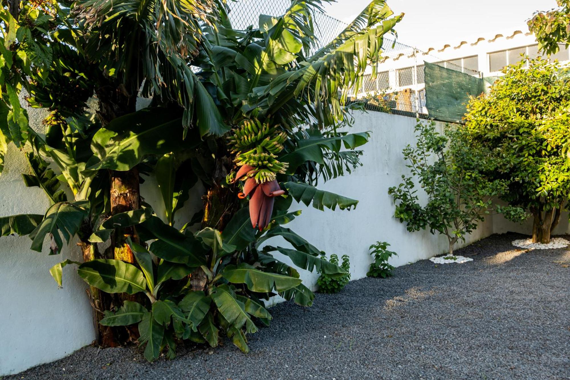 Azores Palmeira Villa