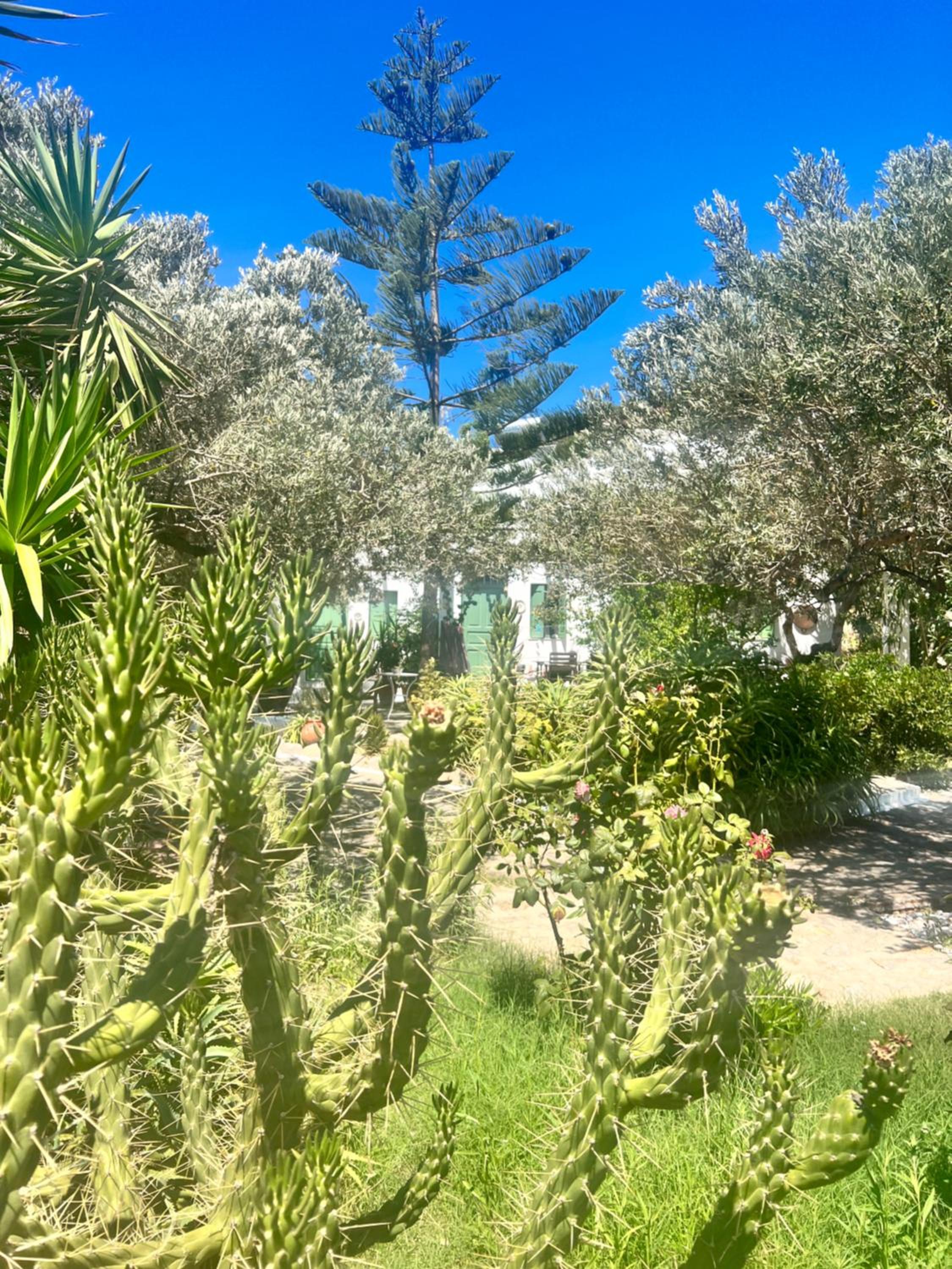 Xarites Skyros