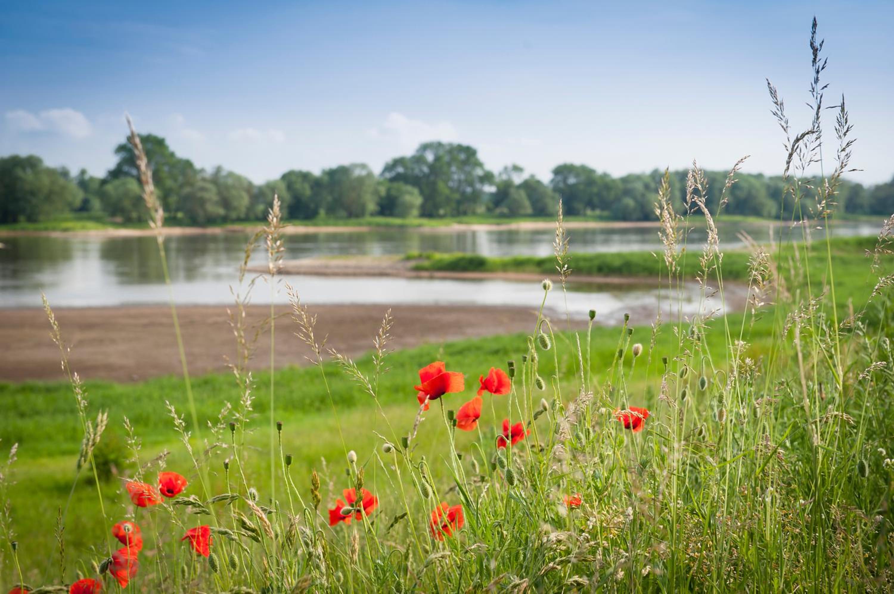 Elbwiesenhaus mit schönen Garten
