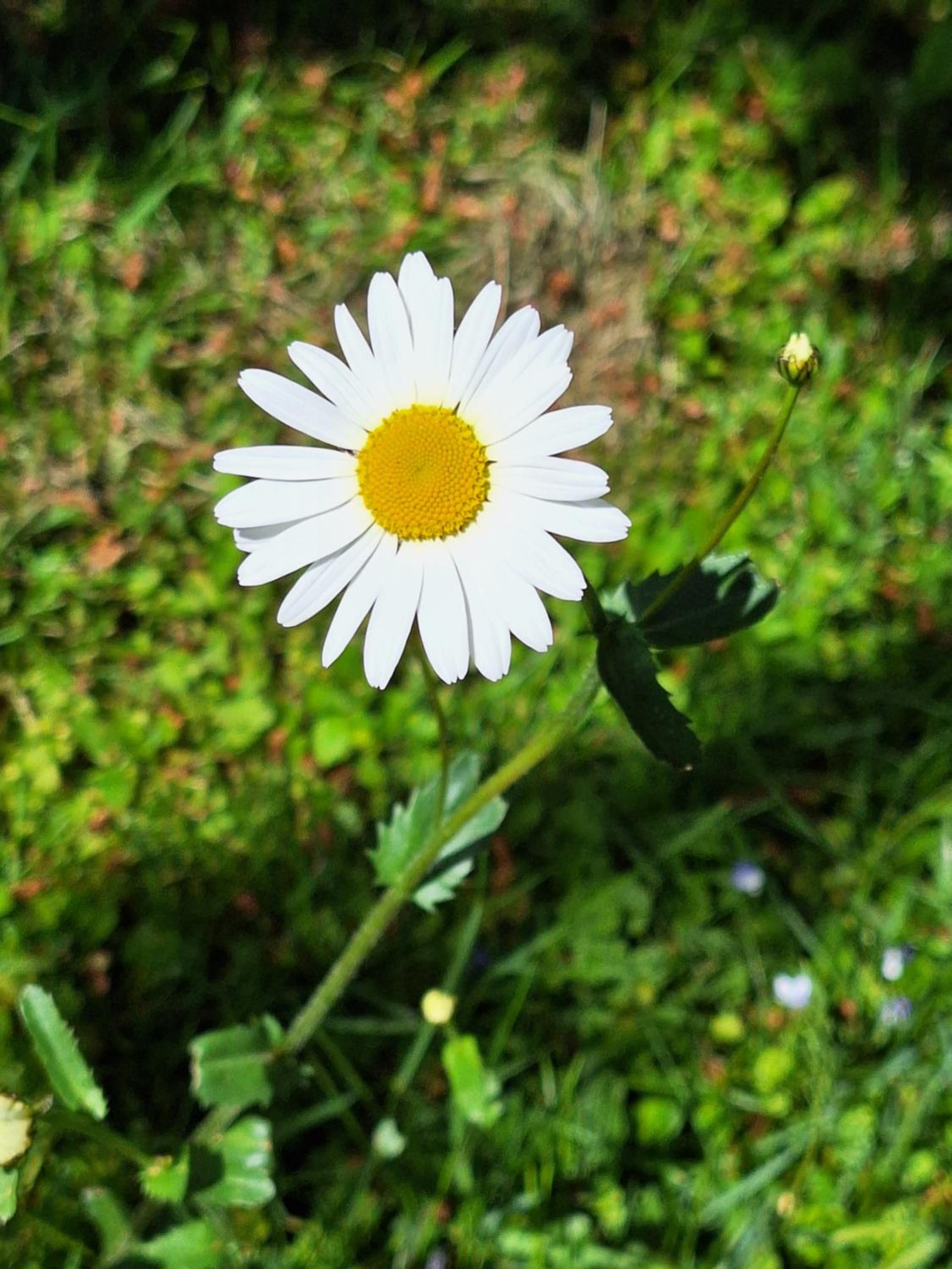 Photo 33