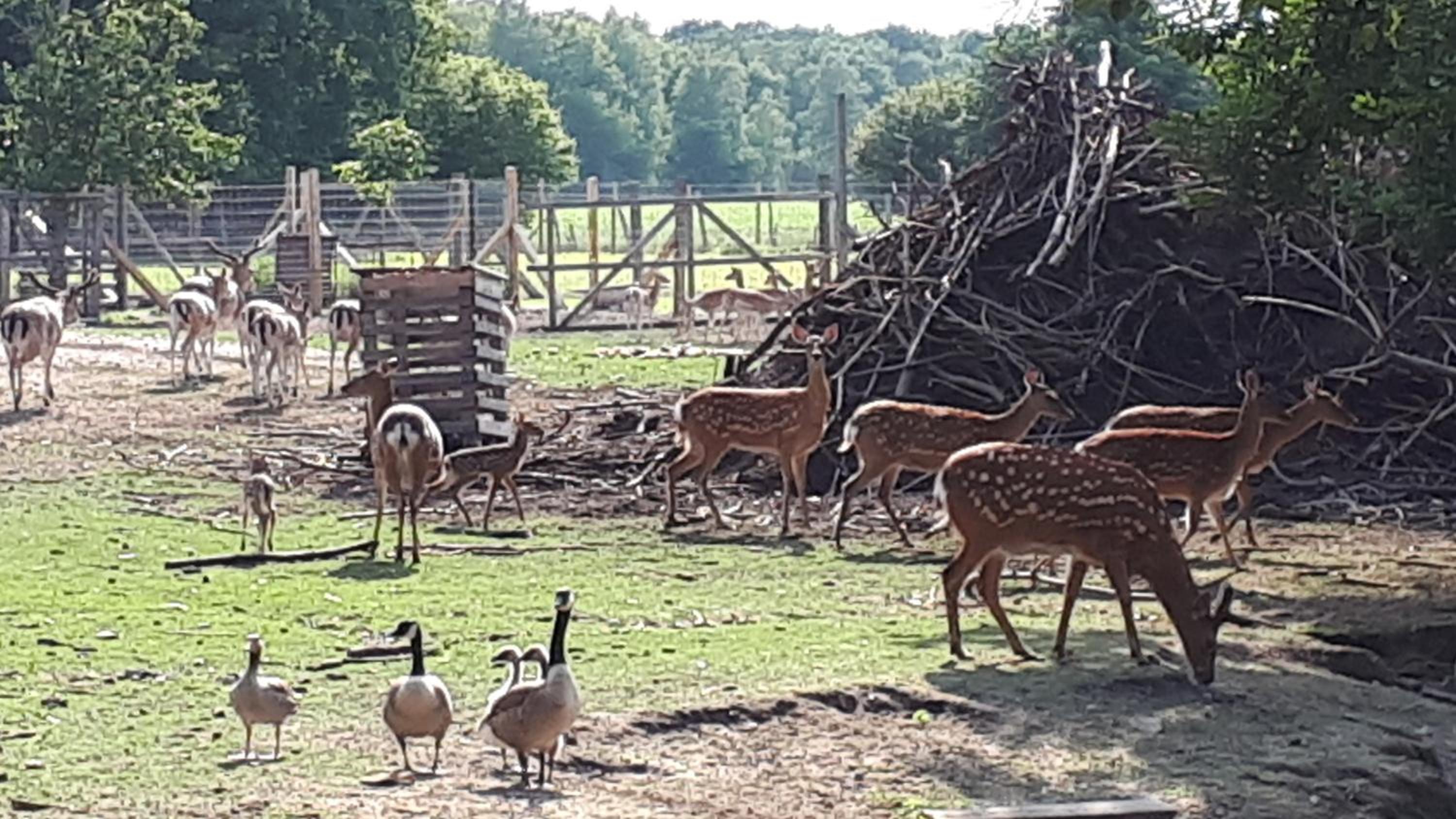 Ferienwohnung am Wildgehege