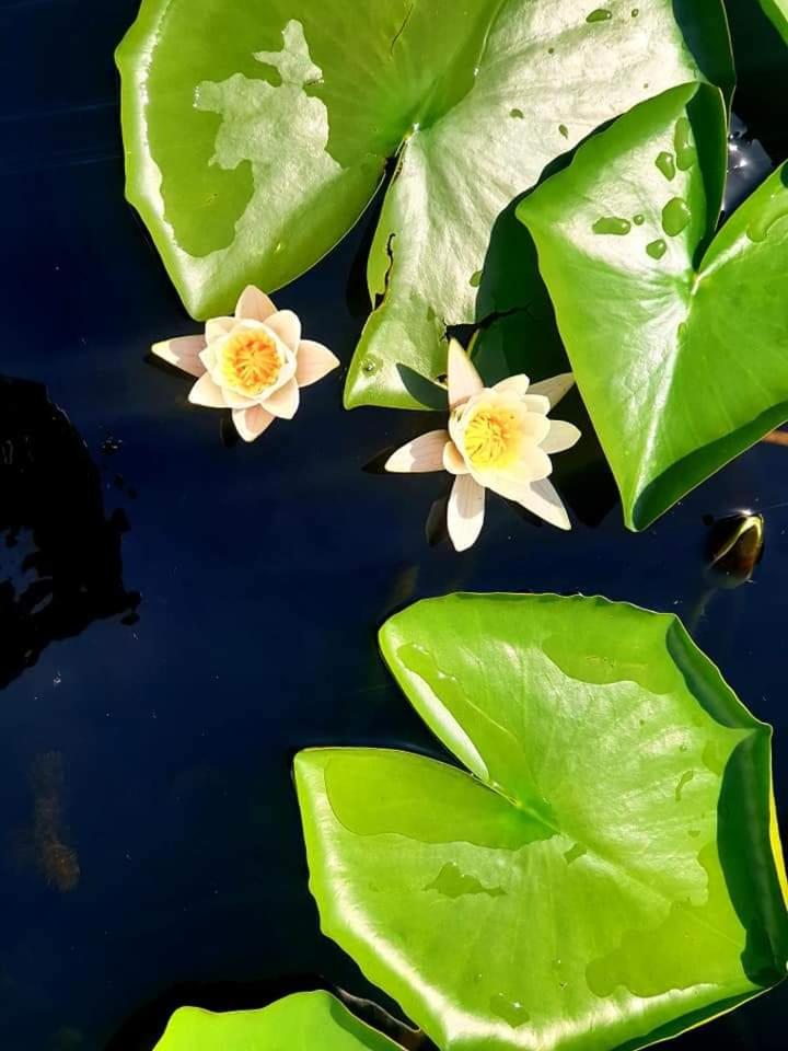 Casa Lotus
