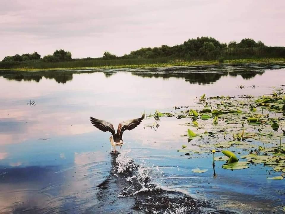 Casa Lotus