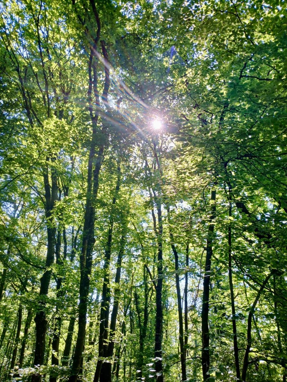 Boshuisje Durbuy Nr6