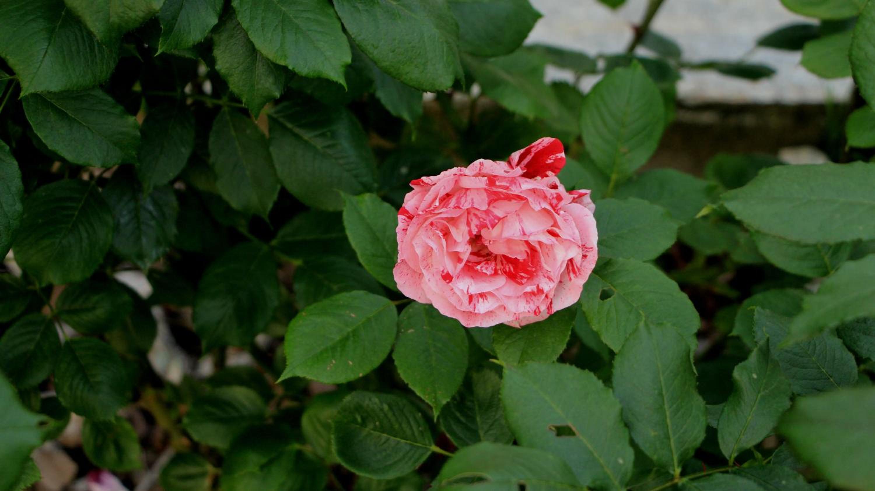 Photo 48