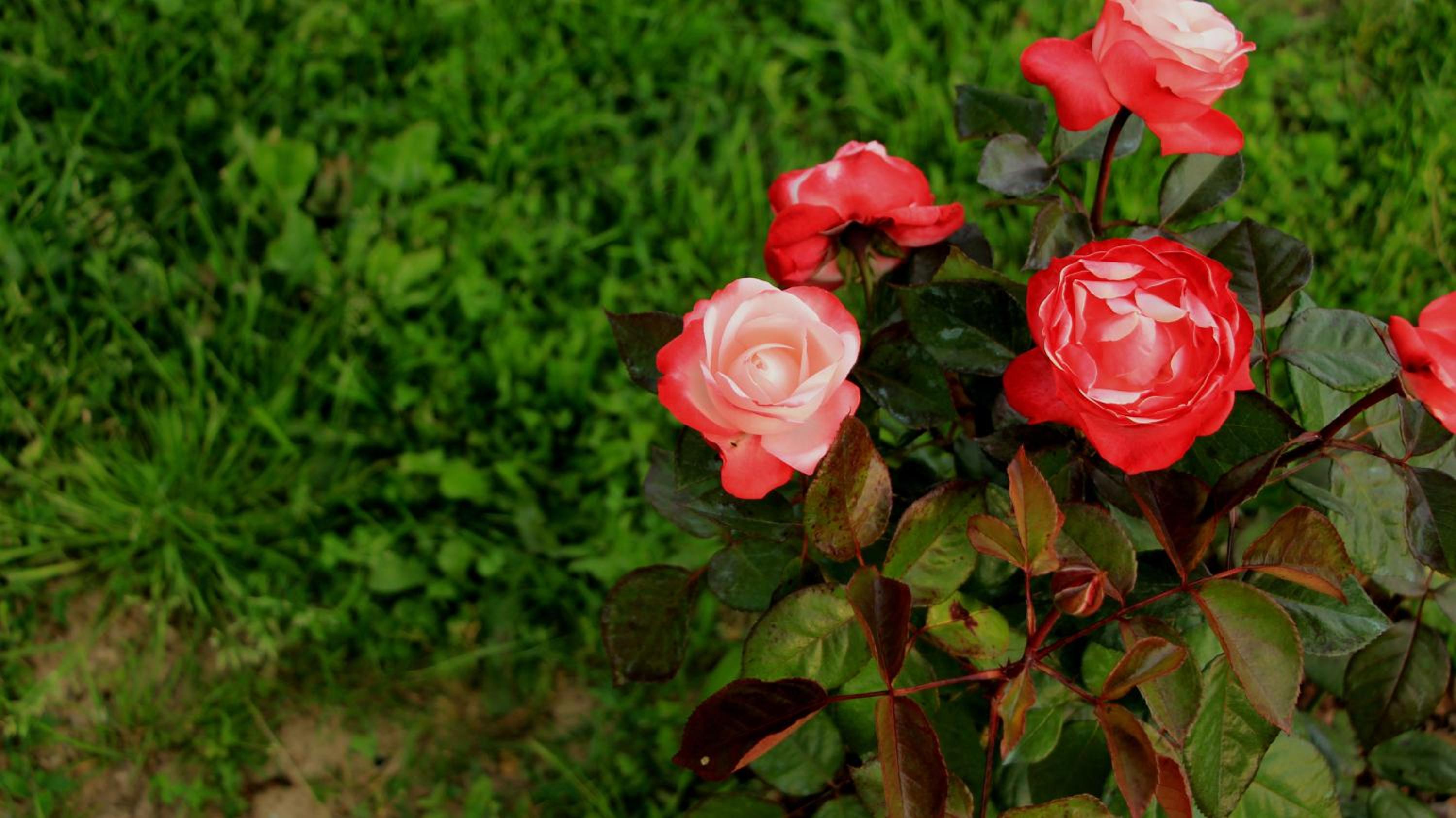 Photo 49
