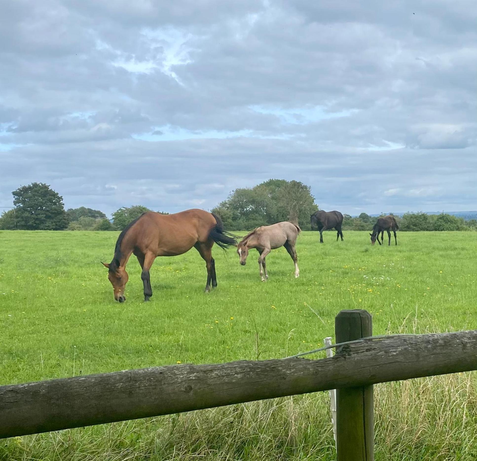 Stillmeadow, photo 11