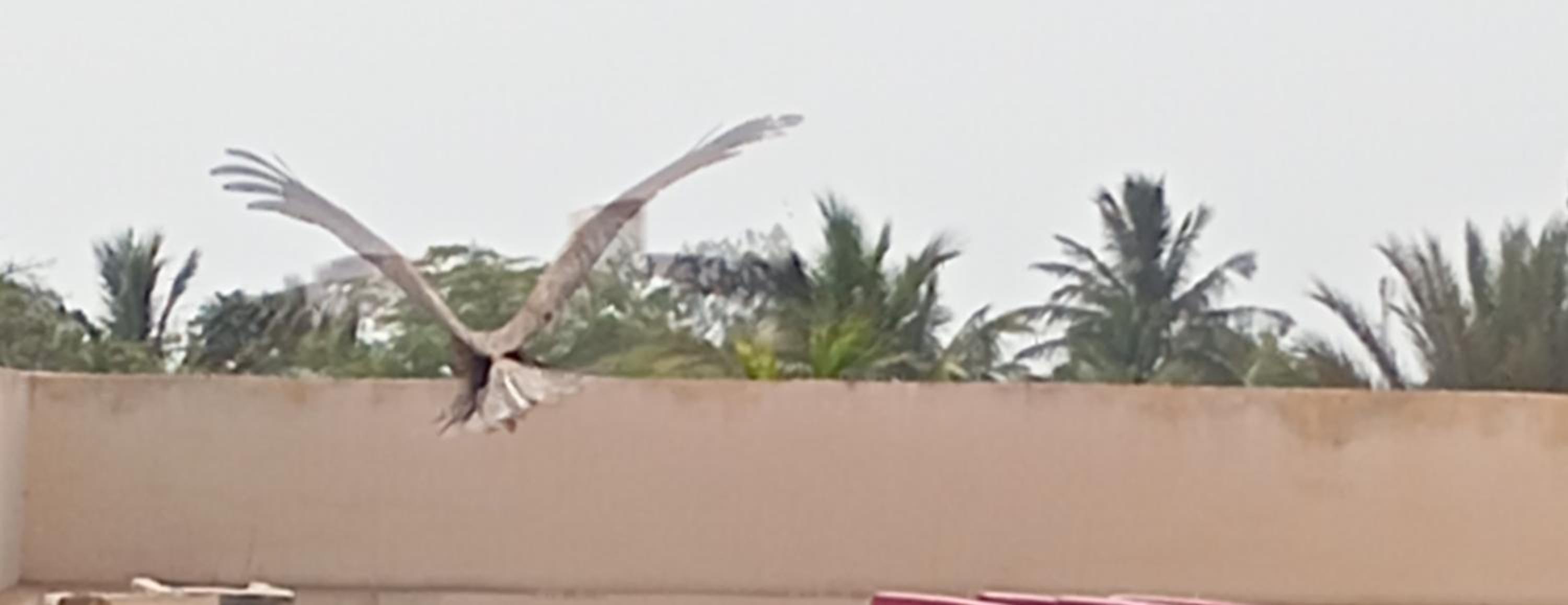 PENTHOUSE eagle saly