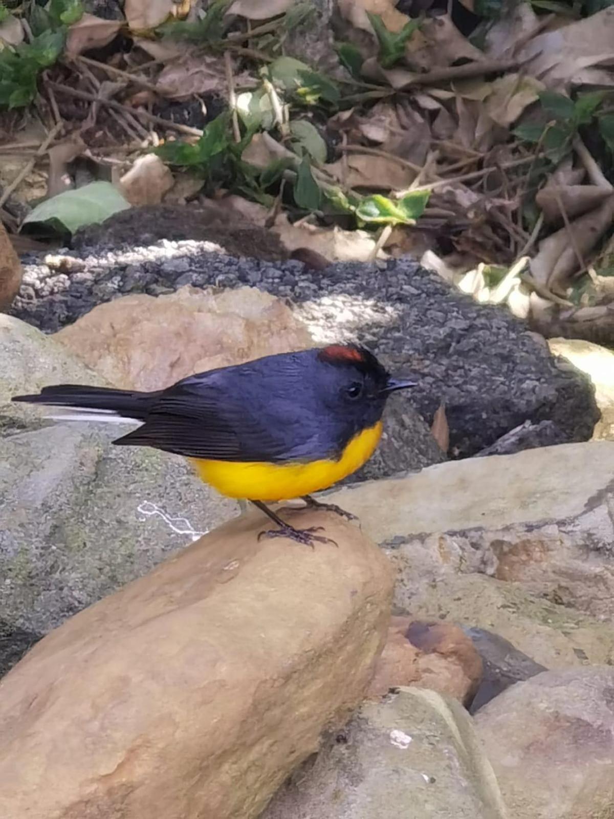 Casa Roble Cabaña romántica en la montaña de Costa Rica