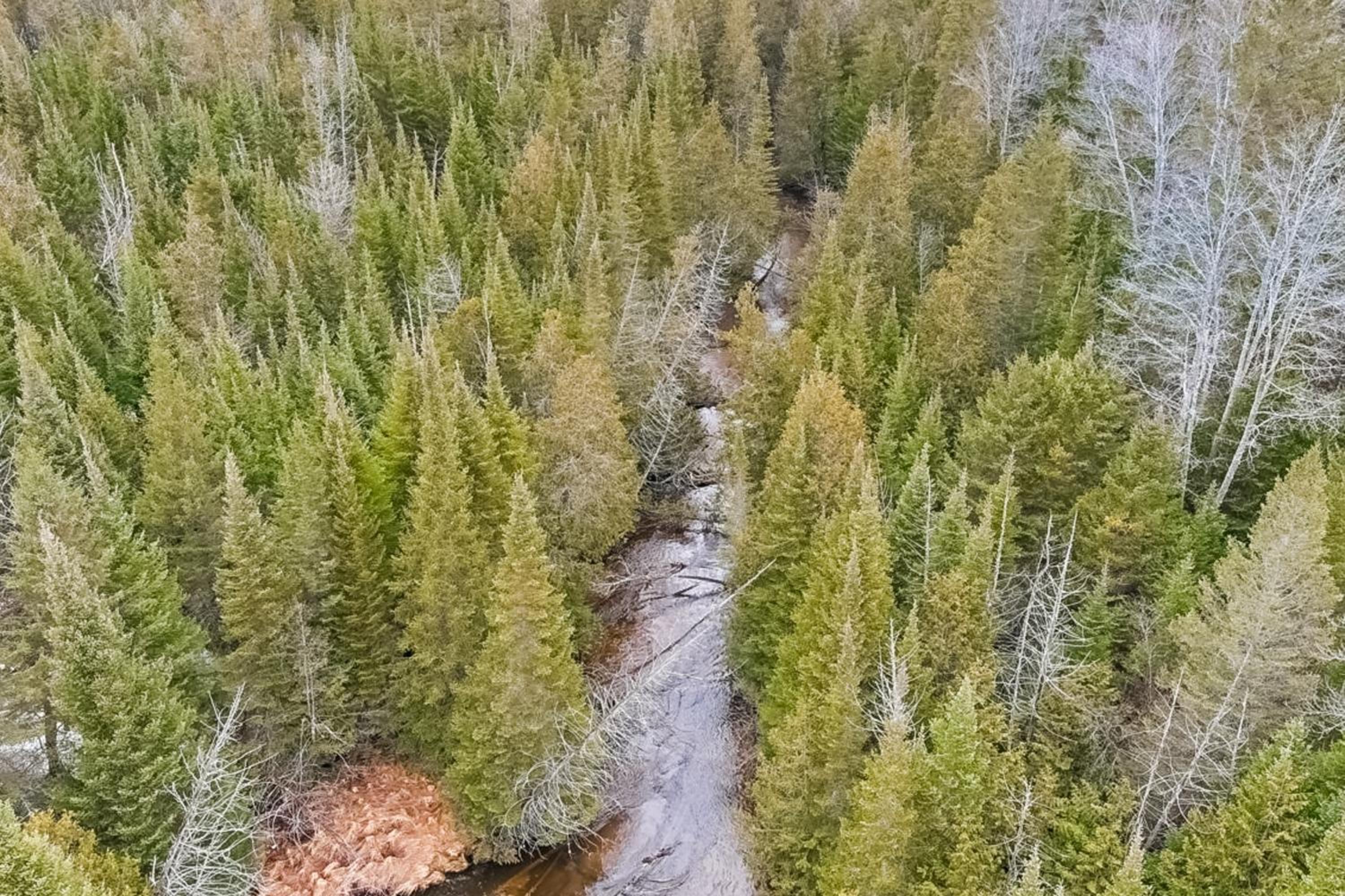 Steps to Sturgeon River! Dog-Friendly Nature Haven